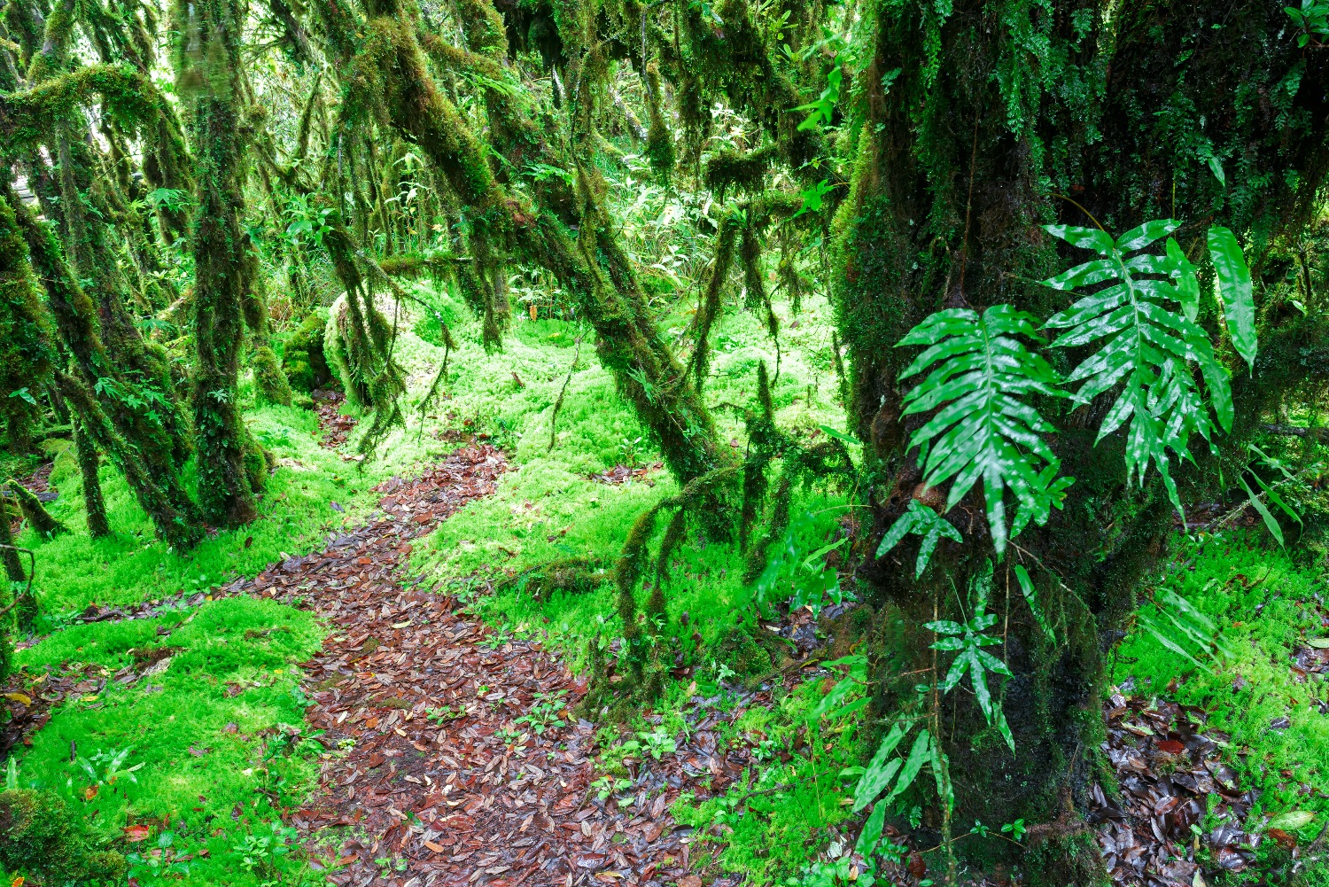 angka-wooded-deep-wild-nature-inthanon-international-park-chiang-mai-thailand (2).jpg