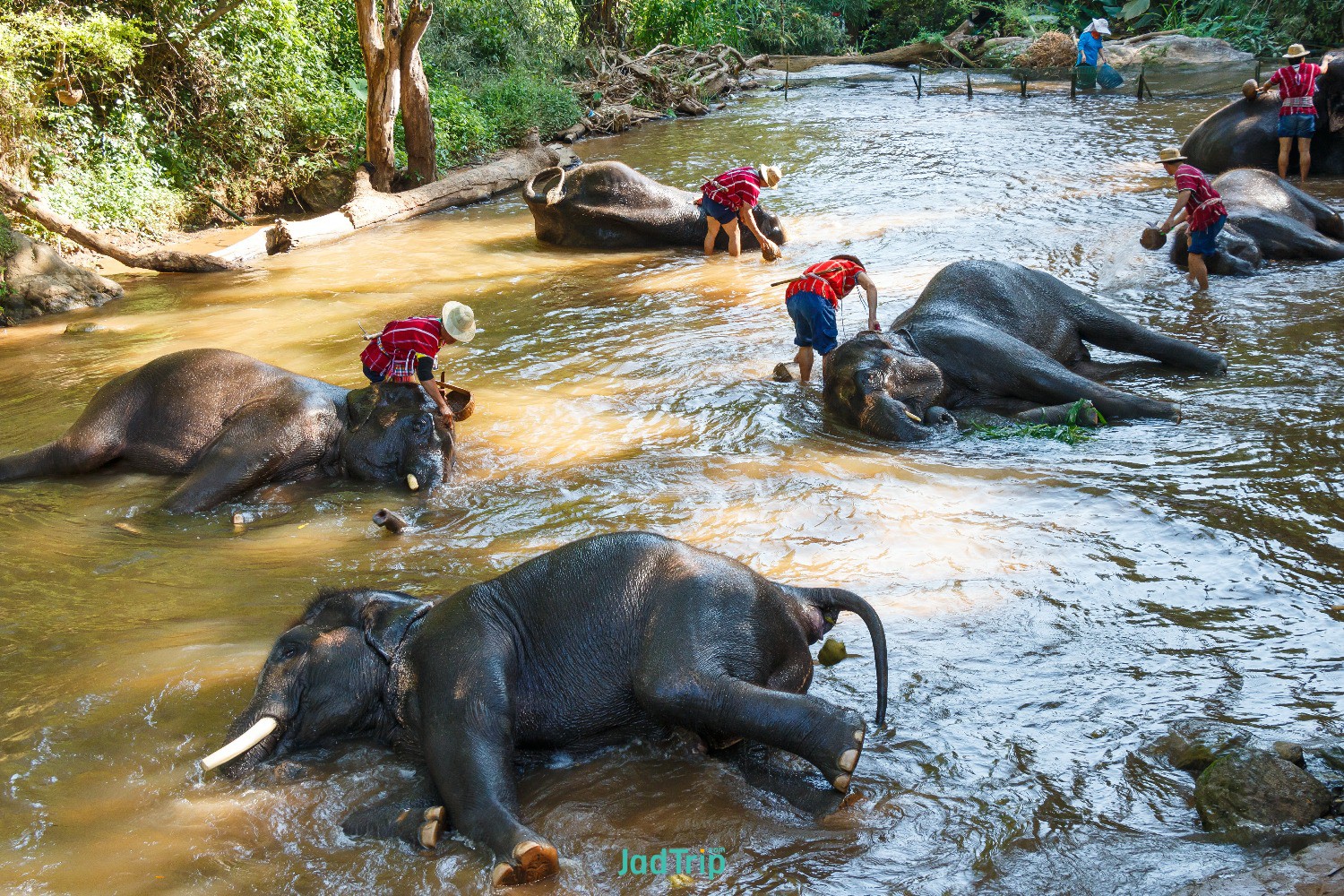 thai-elephant-was-take-bath-with-mahout-maesa-elephant-camp.jpg