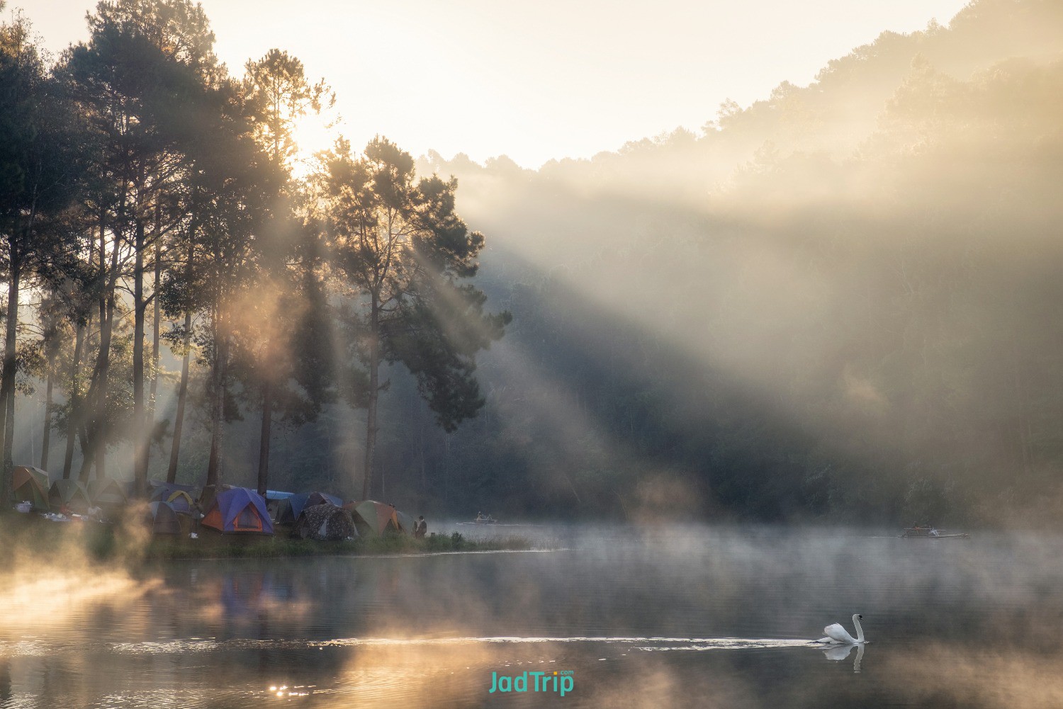 scenic-view-pine-forest-tourists-camping-with-swan-reservoir-morning-pang-oung-m.jpg