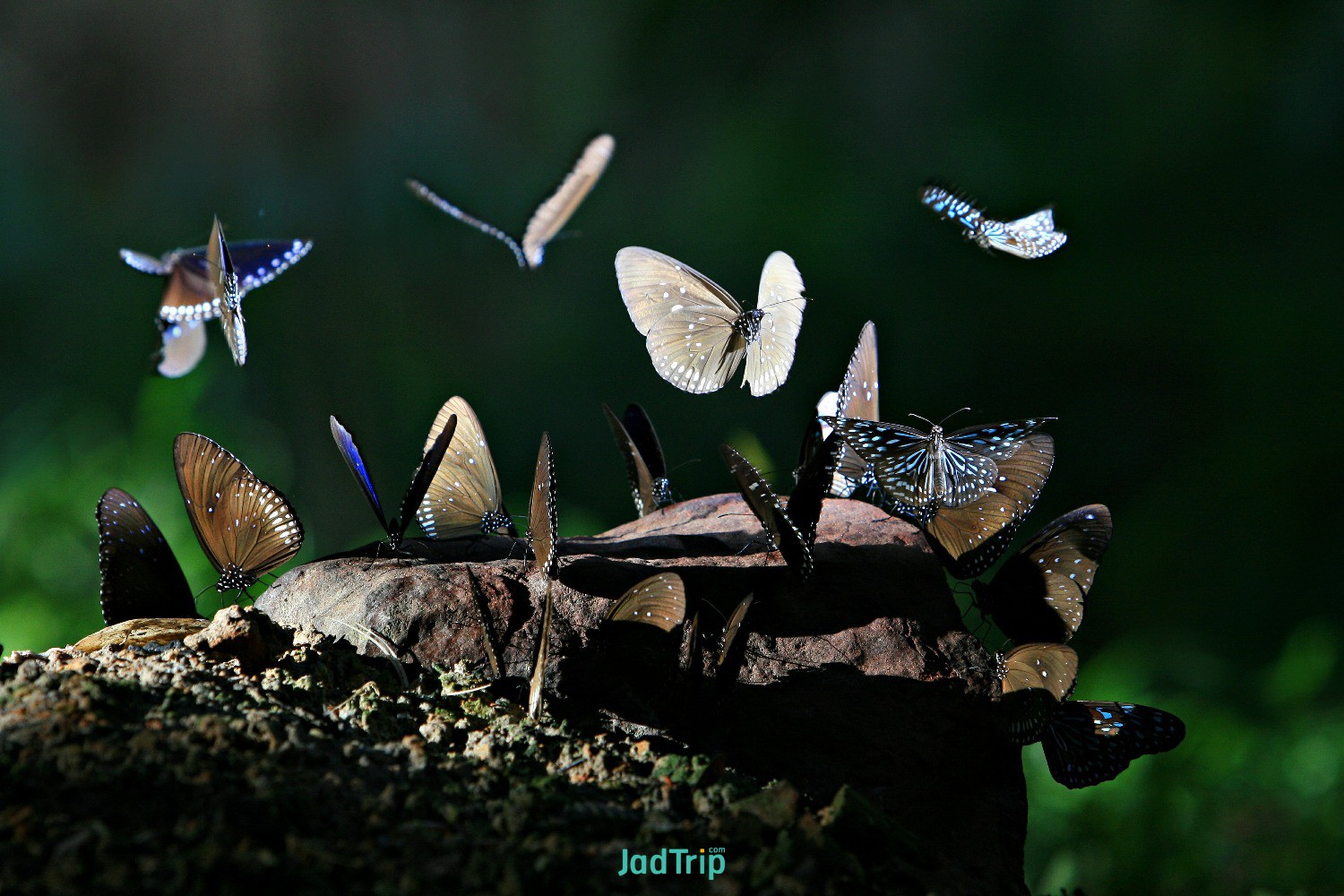 tropical-butterfly-jungle-forest.jpg