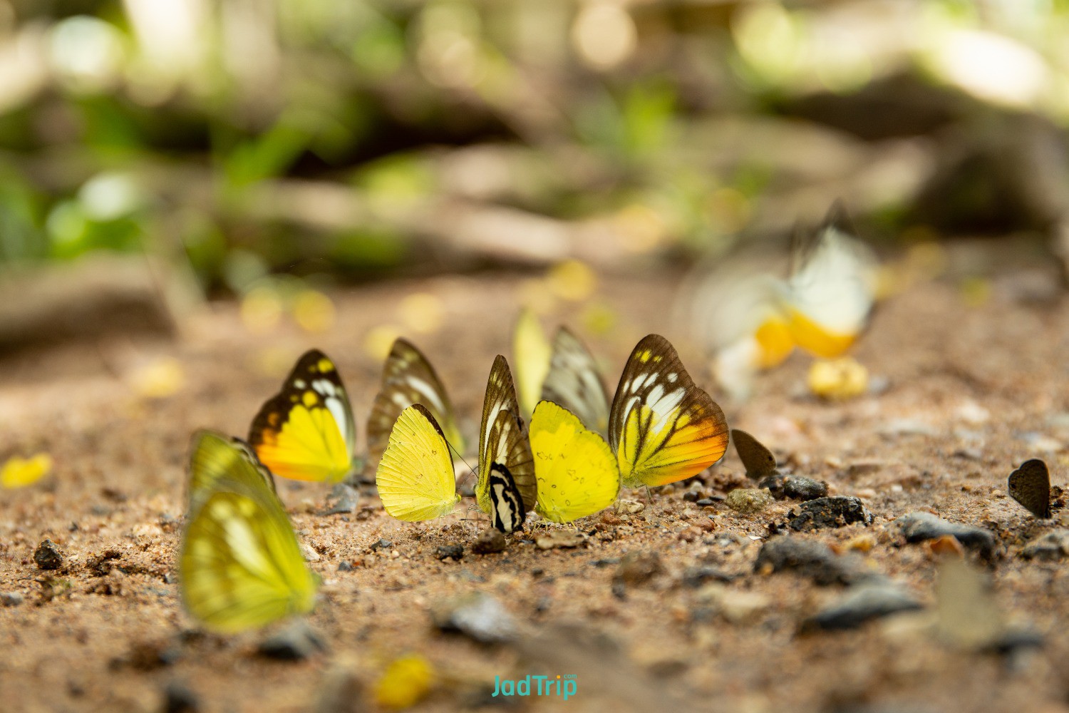 group-butterflies-puddling-ground-national-park.jpg