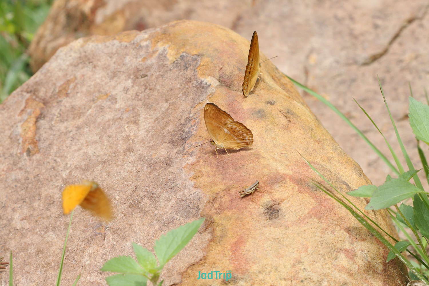 group-butterflies-puddling-ground-national-park.jpg