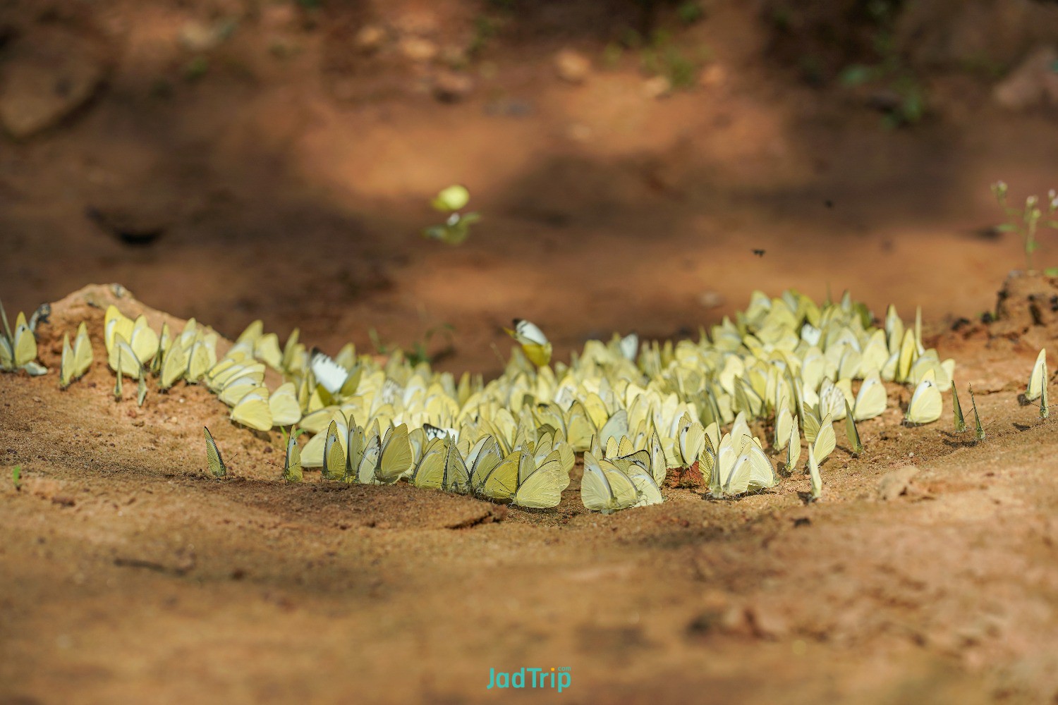 group-butterflies-puddling-ground-national-park.jpg