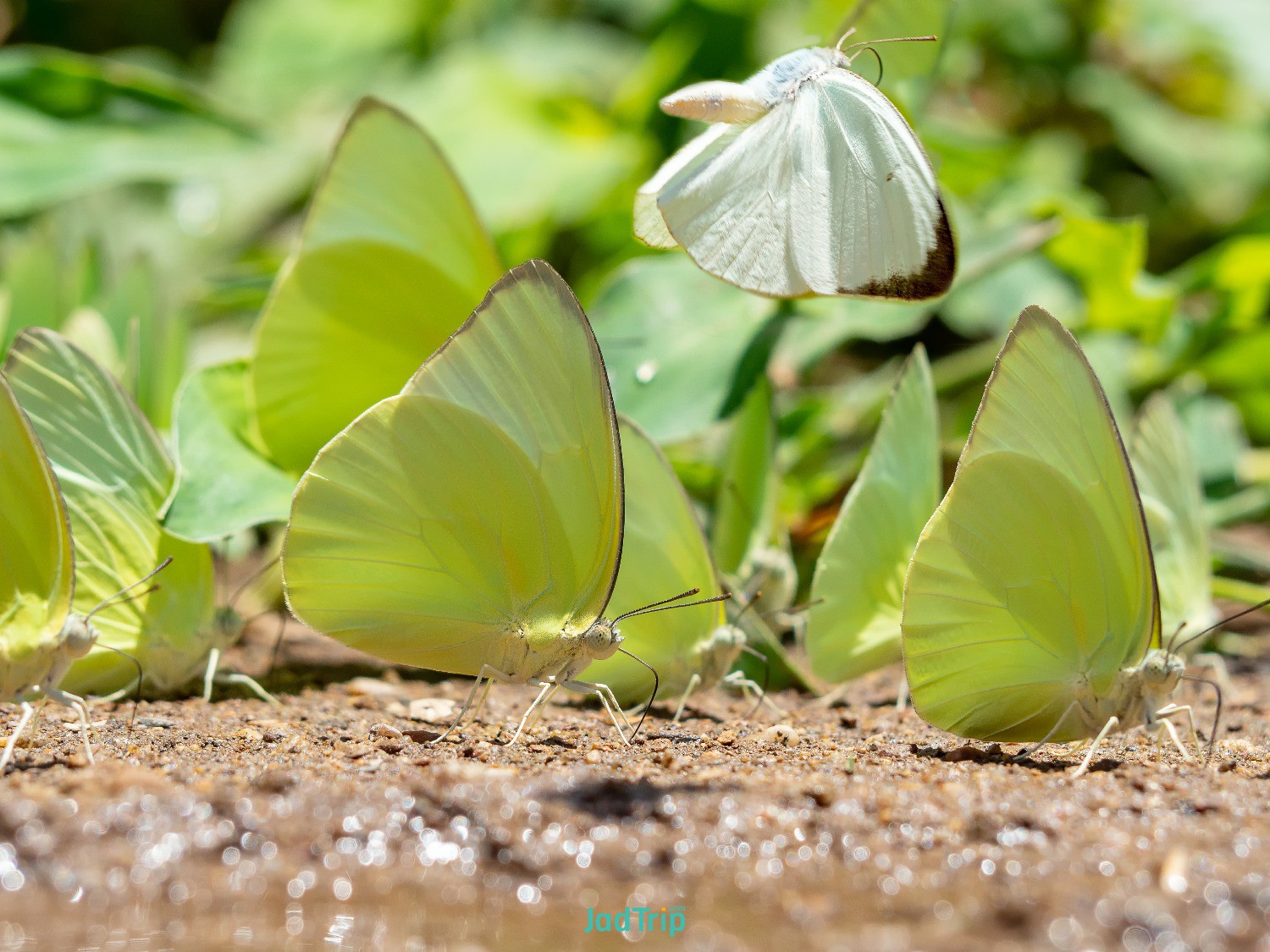 group-butterflies-puddling-ground-national-park.jpg