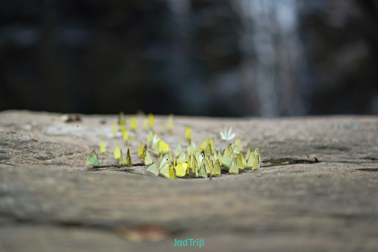single-butterfly-eating-salt-ground-pang-sida-national-park-thailand.jpg