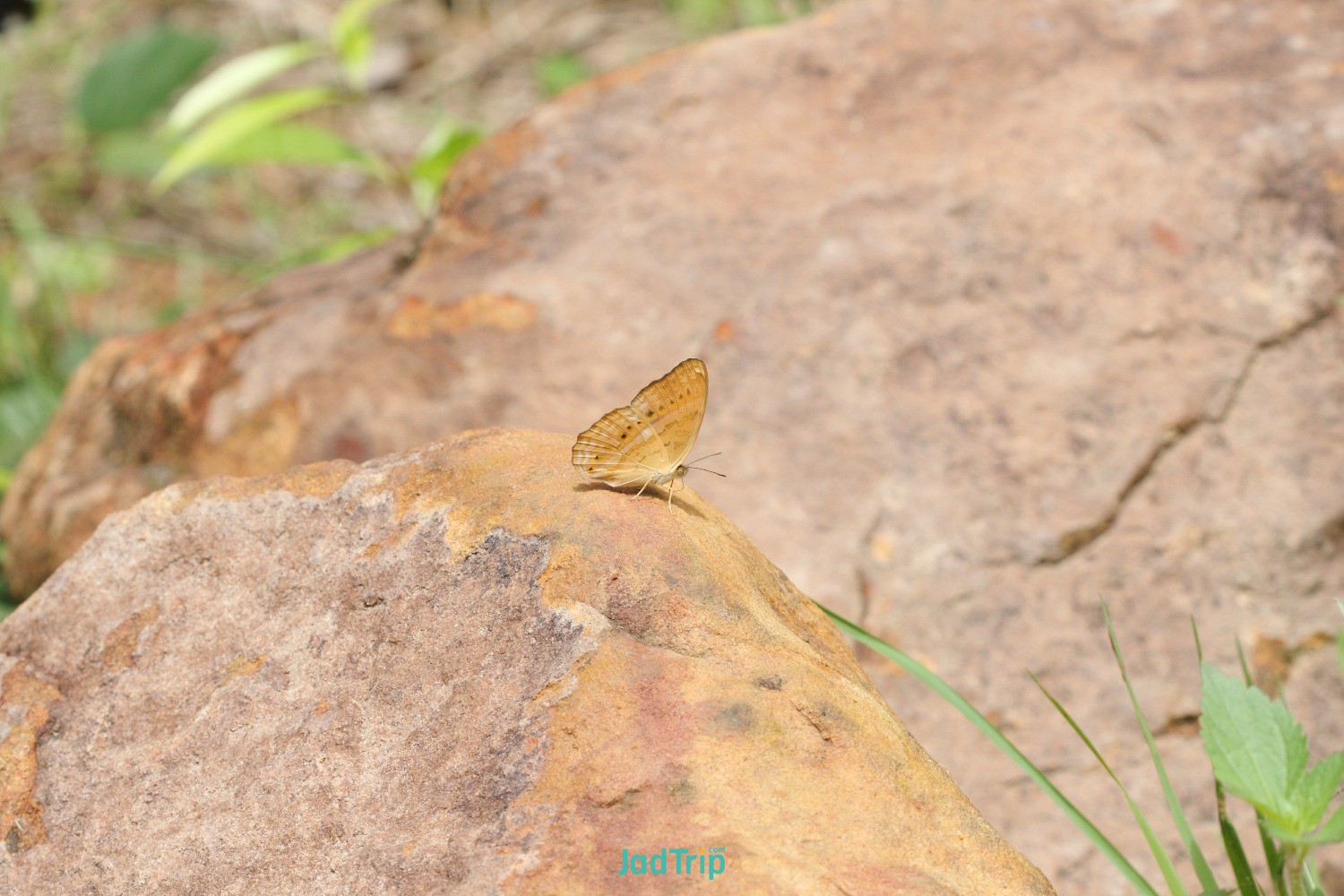 single-butterfly-eating-salt-ground-pang-sida-national-park-thailand.jpg