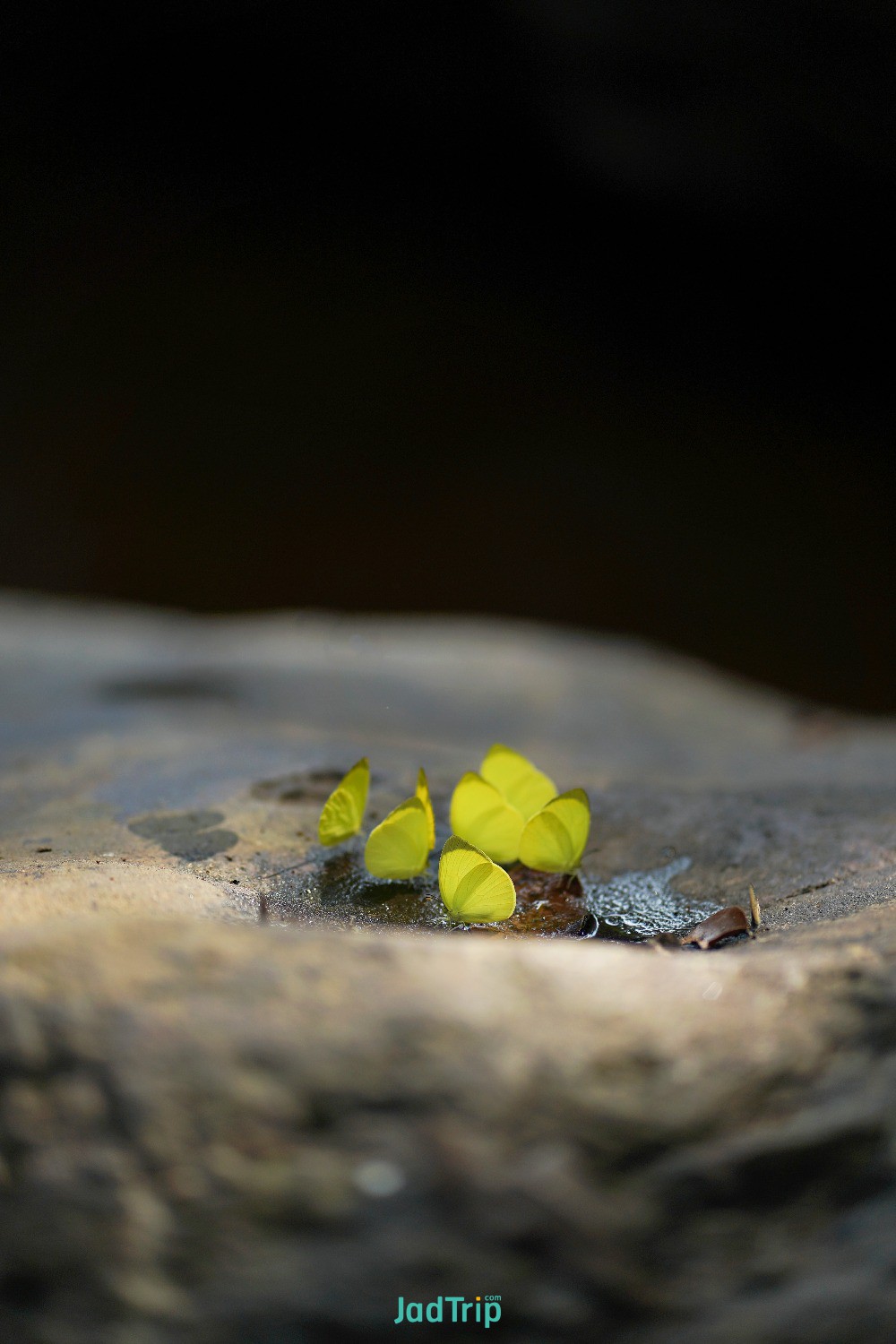 single-butterfly-eating-salt-ground-pang-sida-national-park-thailand.jpg