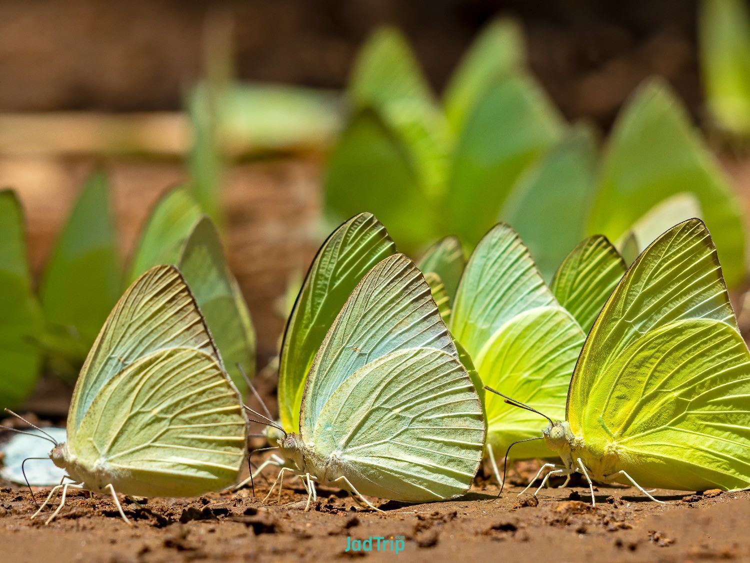 single-butterfly-eating-salt-ground-pang-sida-national-park-thailand.jpg