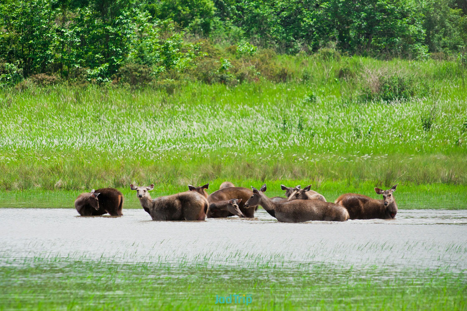 sambar-deers-khao-yai-national-park.jpg