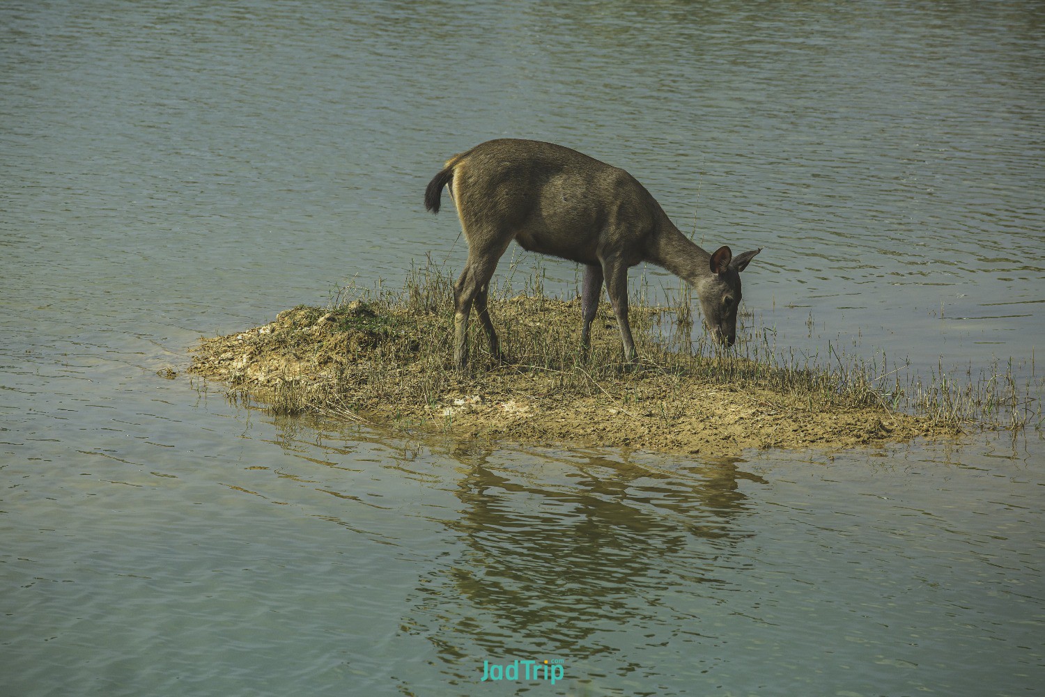 sambar-deers-khao-yai-national-park.jpg
