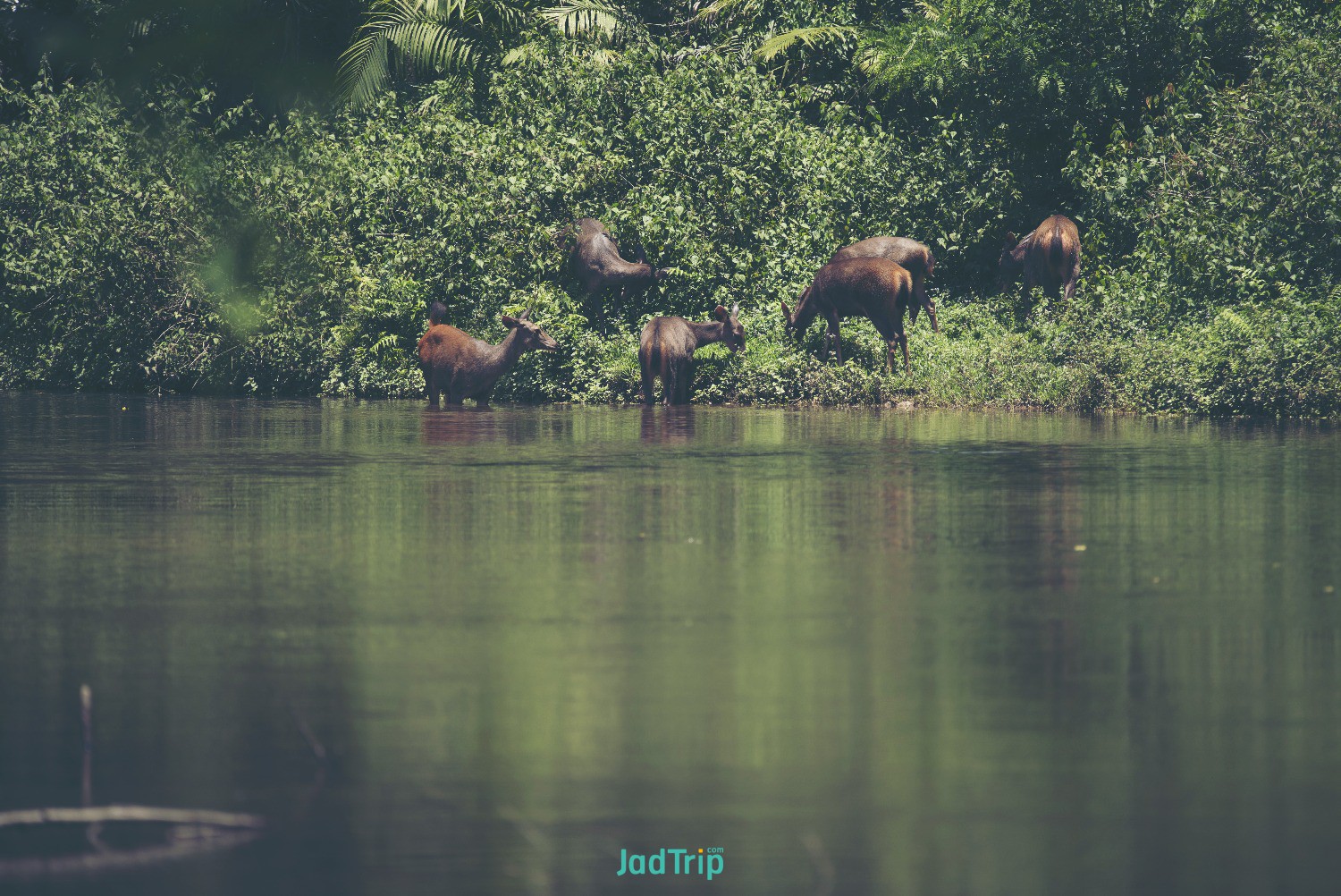 sambar-deers-khao-yai-national-park.jpg