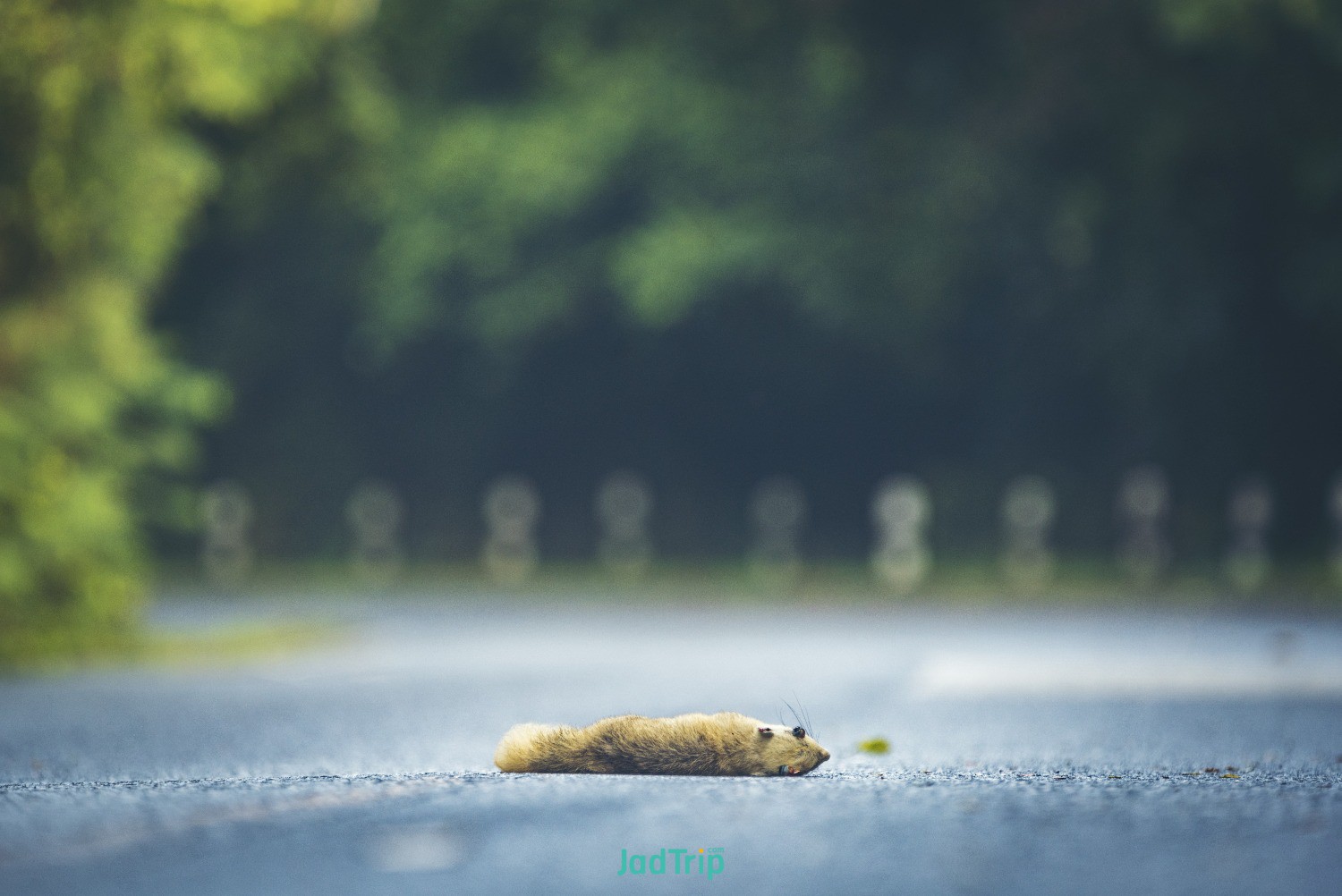 squirrels-die-road-khao-yai-national-park-thailand.jpg