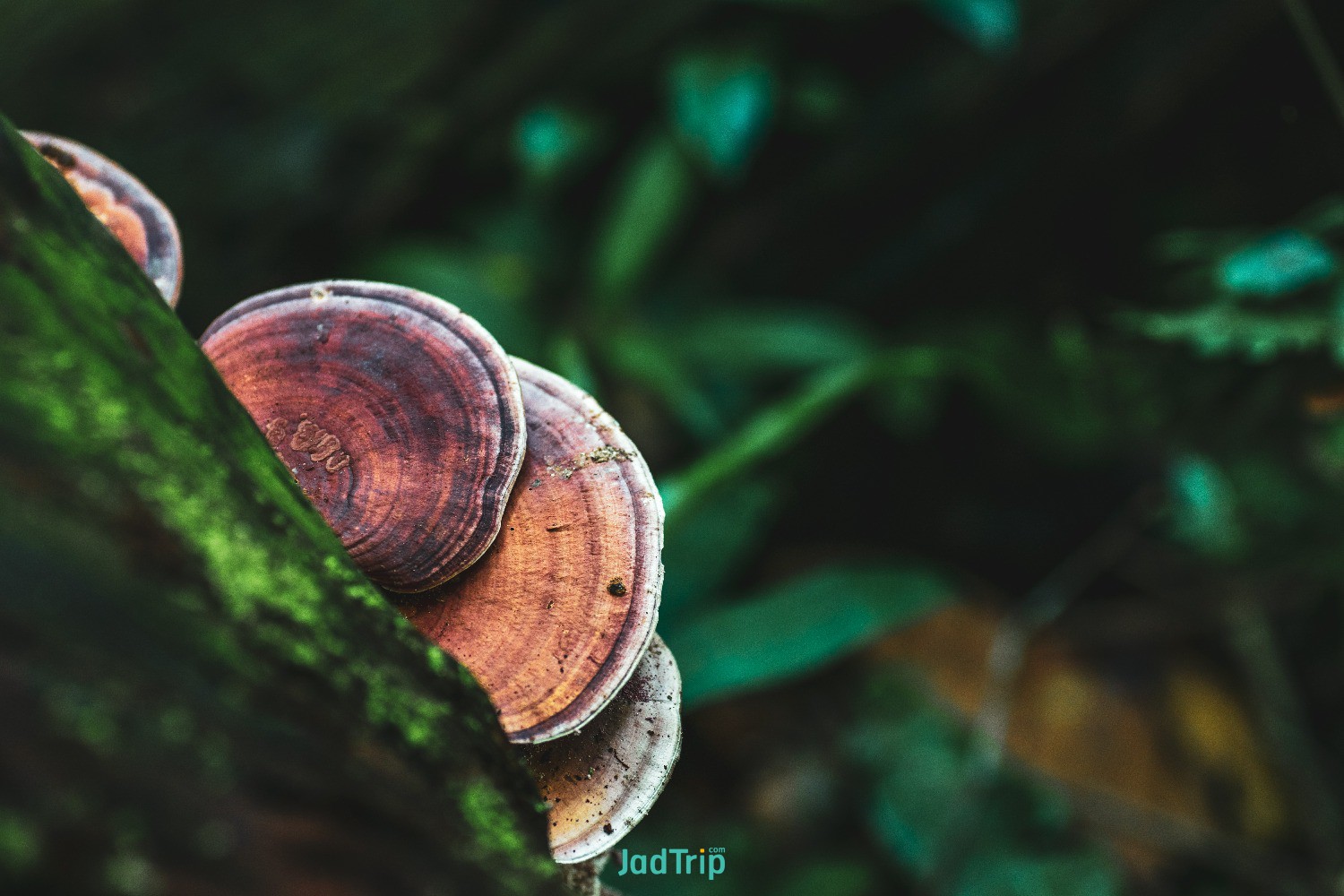 mushroom-brown-wild-mushroom-big-tree-that-fell-down-deep-forest-forest-mushroom.jpg