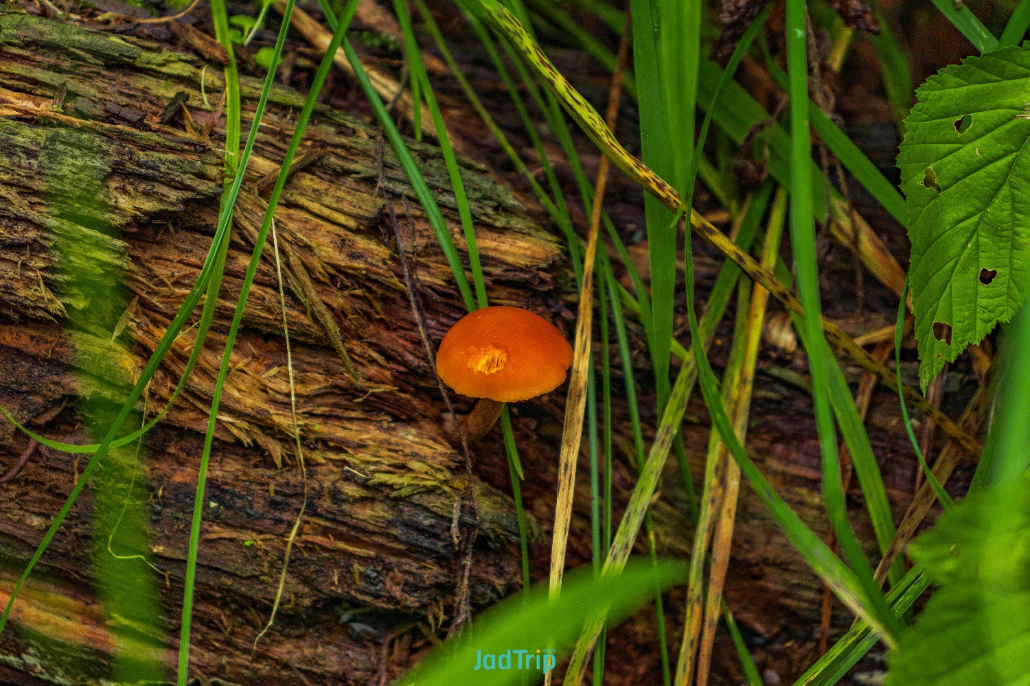 mushroom-brown-wild-mushroom-big-tree-that-fell-down-deep-forest-forest-mushroom.jpg