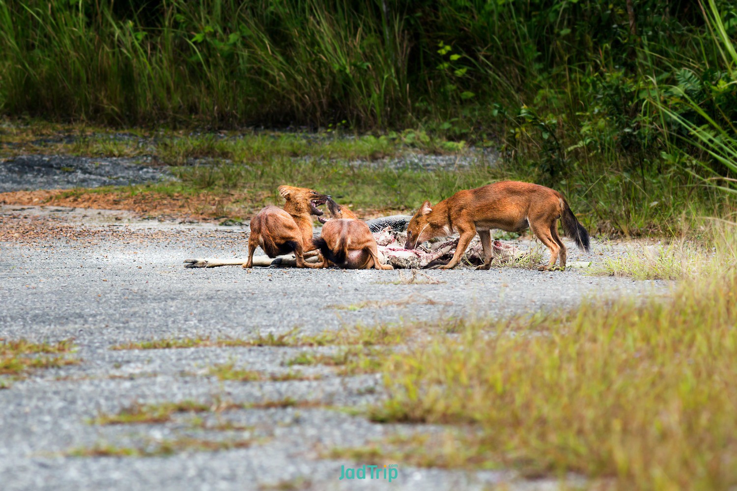wild-asian-elephant-road-khao-yai-national-park-thailand.jpg