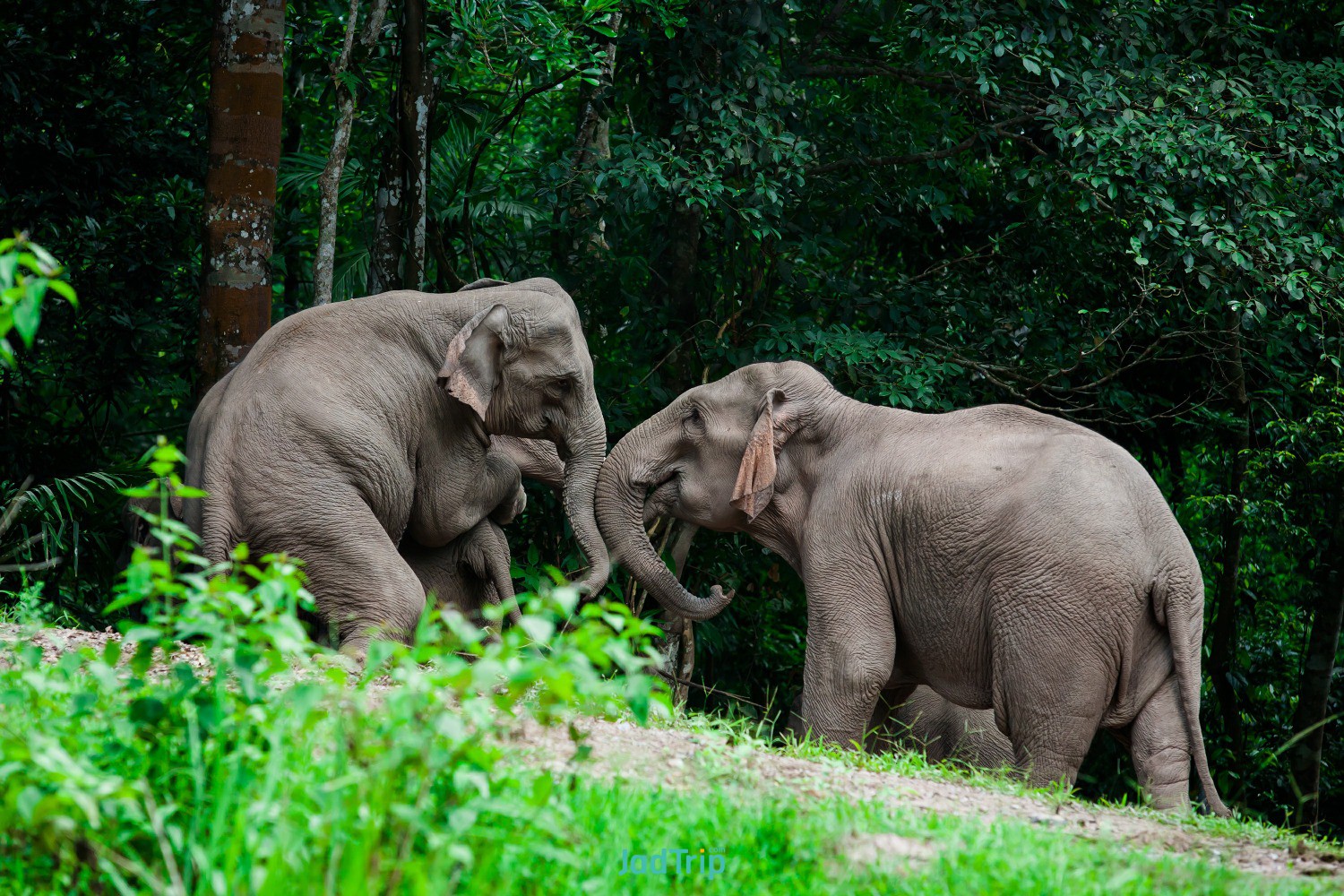 wild-asian-elephant-road-khao-yai-national-park-thailand.jpg
