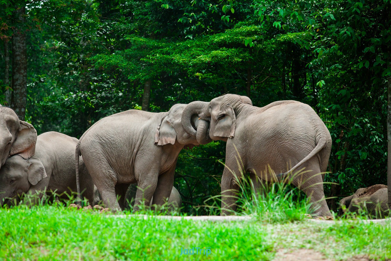 wild-asian-elephant-road-khao-yai-national-park-thailand.jpg