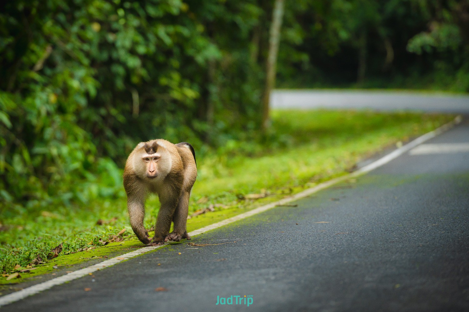 wild-asian-elephant-road-khao-yai-national-park-thailand.jpg
