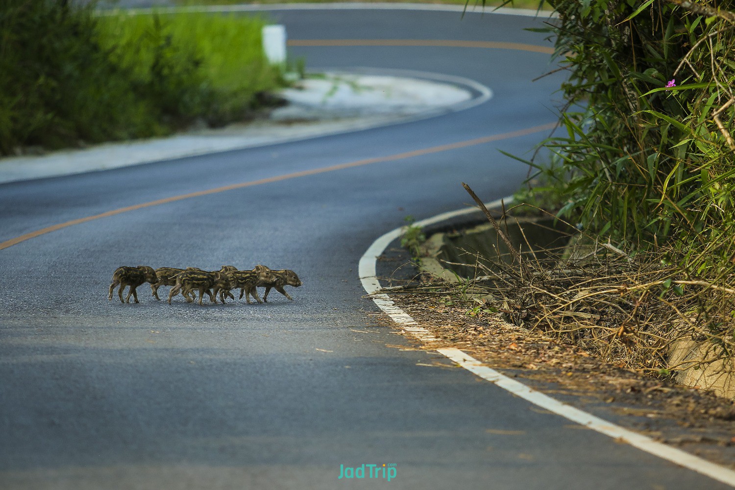 wild-asian-elephant-road-khao-yai-national-park-thailand.jpg