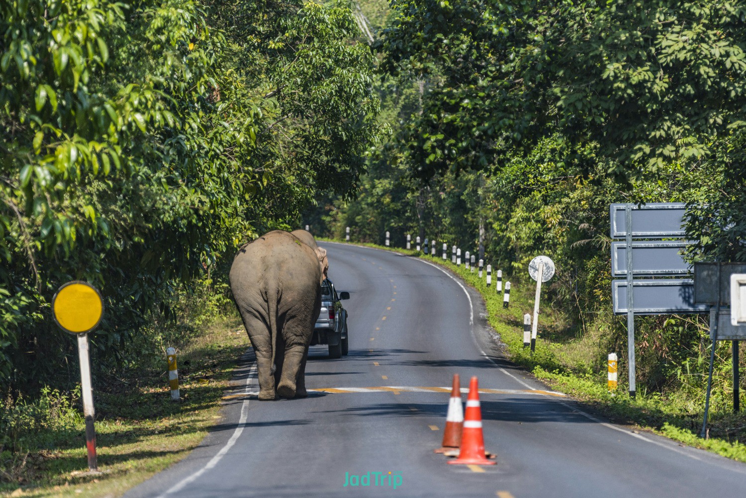 wild-asian-elephant-road-khao-yai-national-park-thailand.jpg