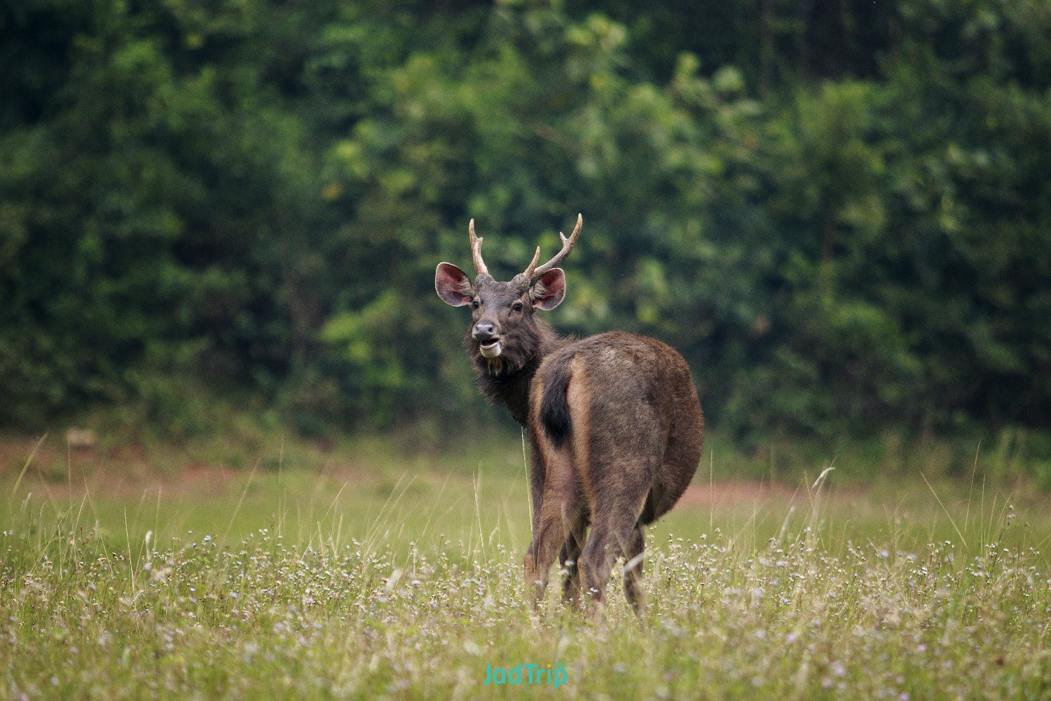 wild-asian-elephant-road-khao-yai-national-park-thailand.jpg