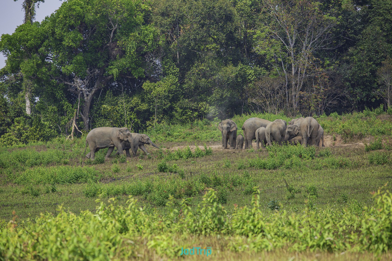 wild-asian-elephant-road-khao-yai-national-park-thailand.jpg