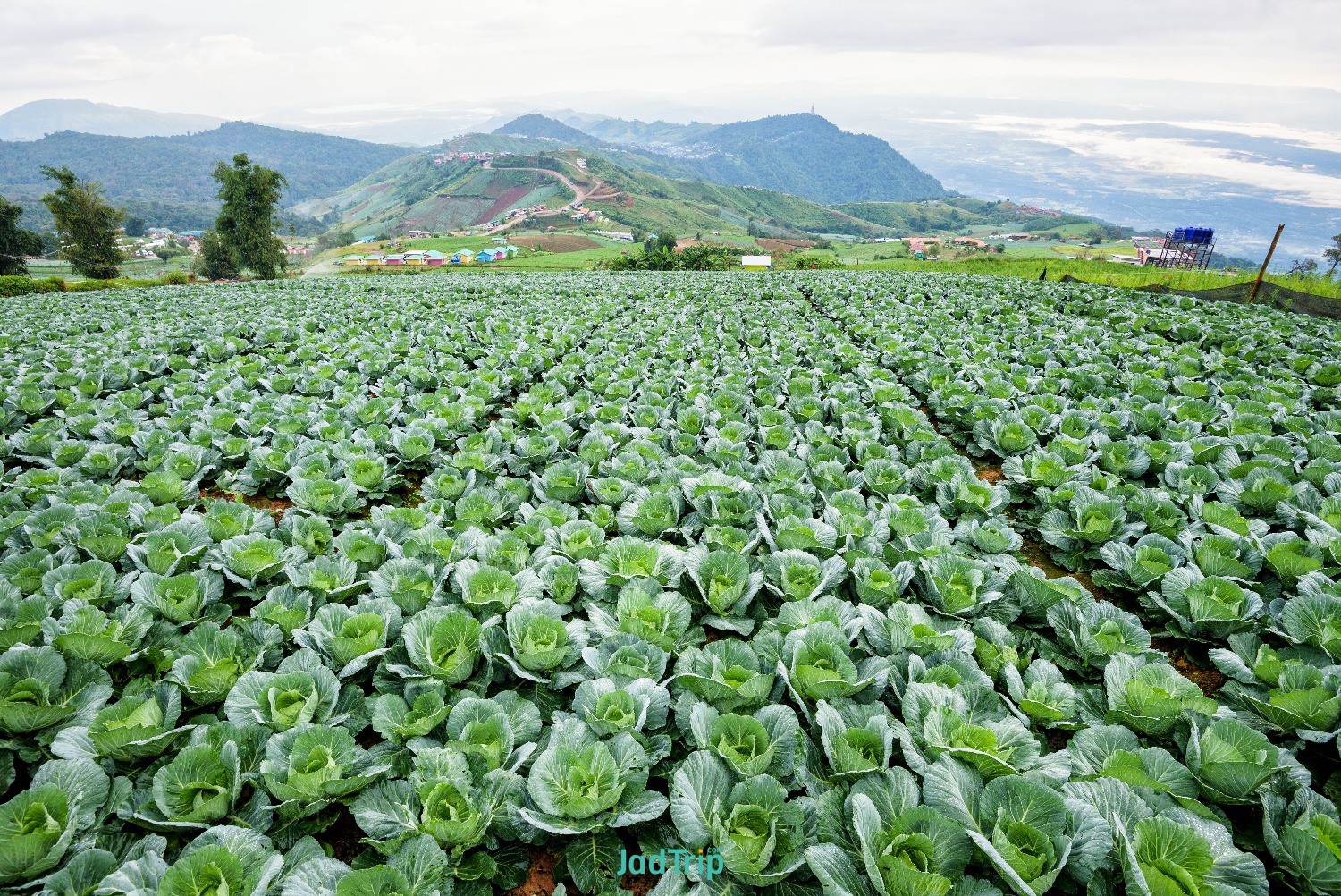 plantation-cabbage-brassica-oleracea-beautiful-nature-rows-green-vegetables-cult.jpg