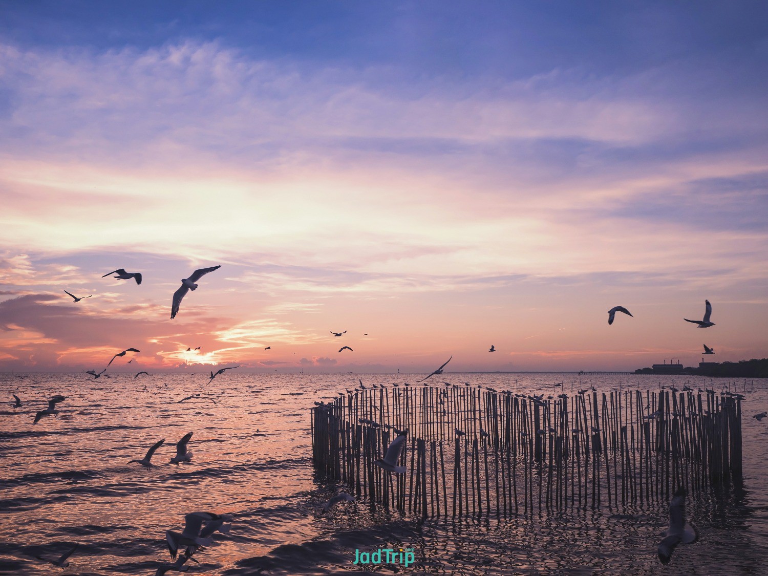 silhouette-wooden-timber-set-seagull-birds-standing-heart-shape-sea-twilight-time.jpg