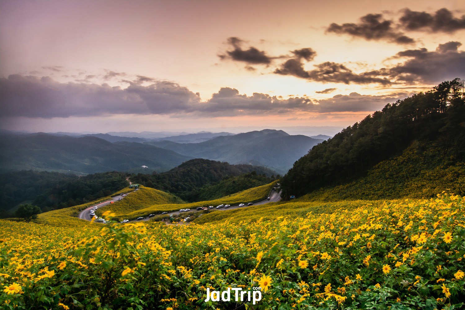 landscape-nature-flower-tung-bua-tong-mexican-sunflower-field-mae-hong-son-thailand.jpg