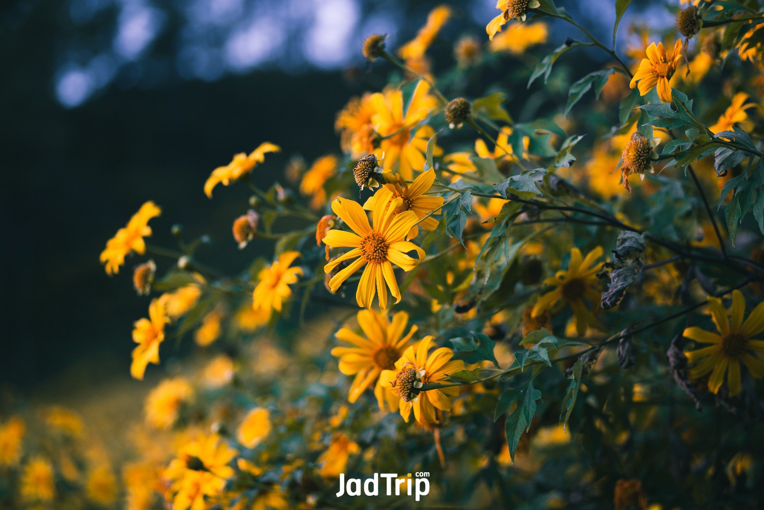 tung-bua-tong-mexican-sunflower-field-doi-mae-u-kho-mae-hong-son-province-thailand (1).jpg