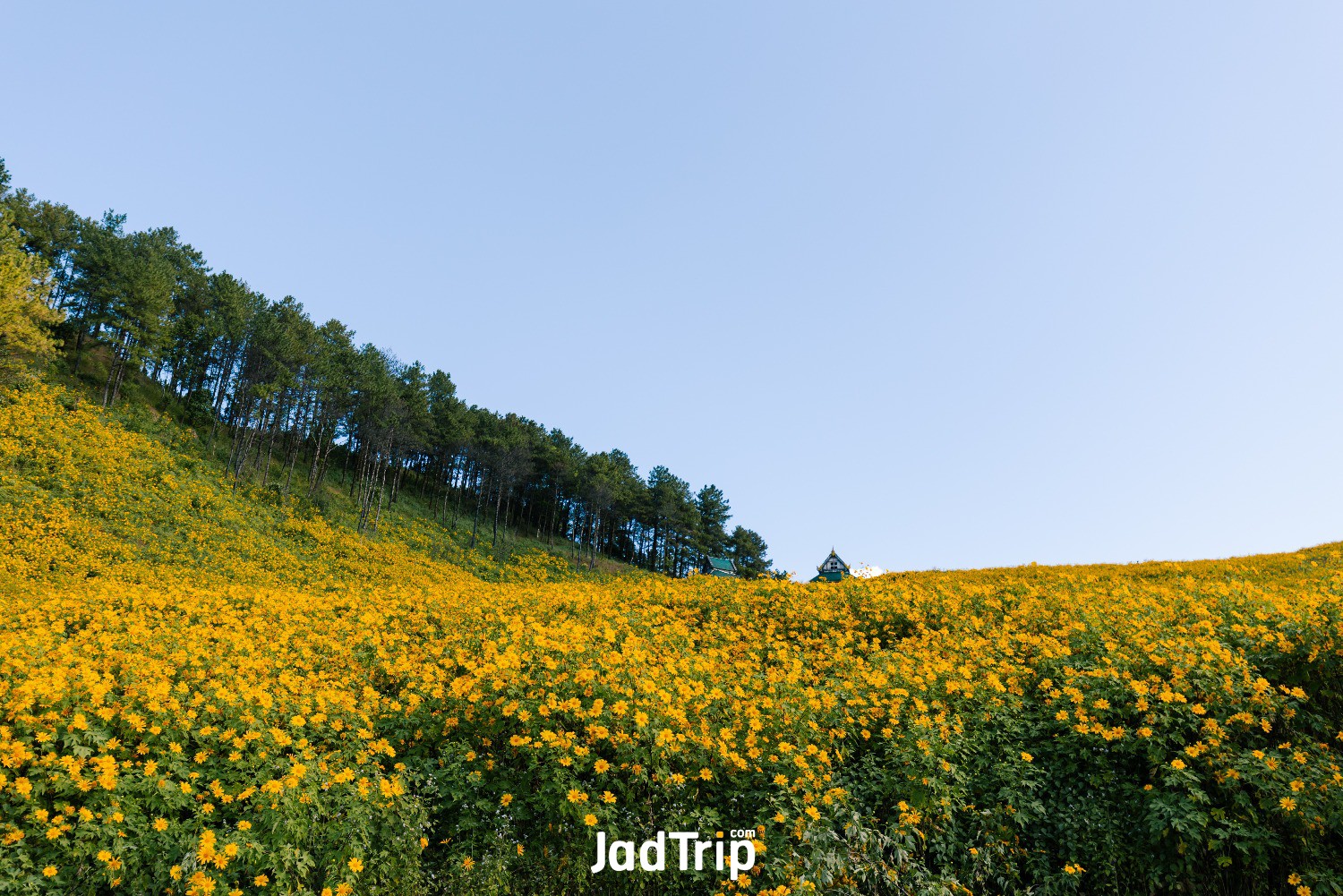 tung-bua-tong-mexican-sunflower-field-doi-mae-u-kho-mae-hong-son-province-thailand (2).jpg