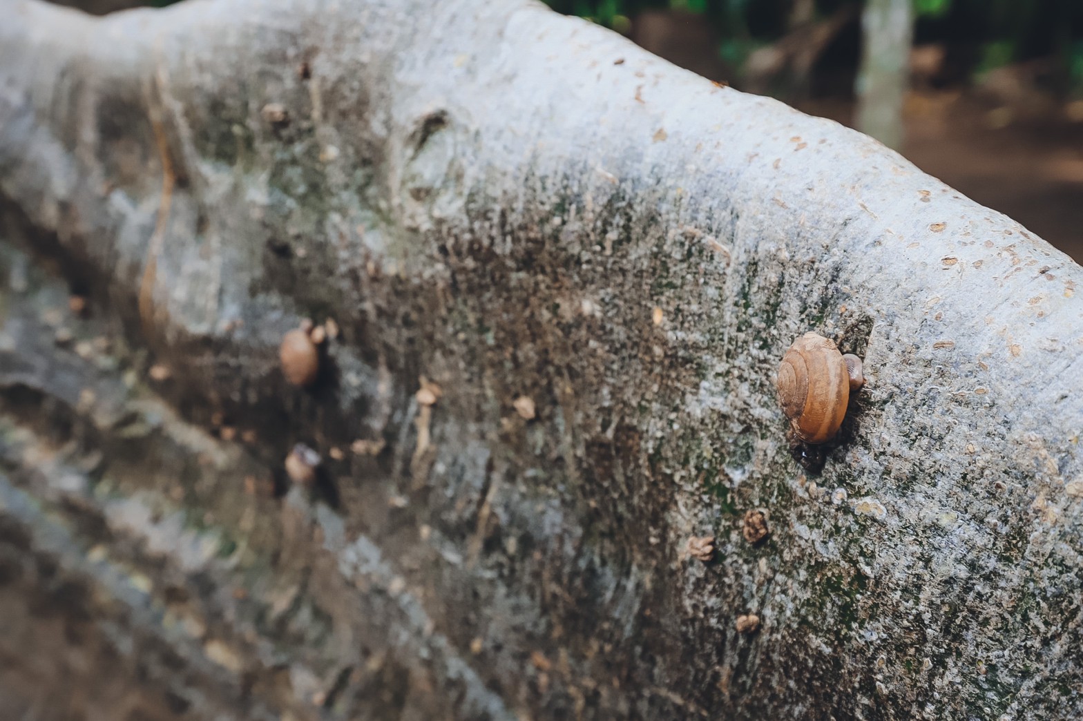 LINE_ALBUM_ต้นไม้ยักษ์ แต่ง_220324_3.jpg