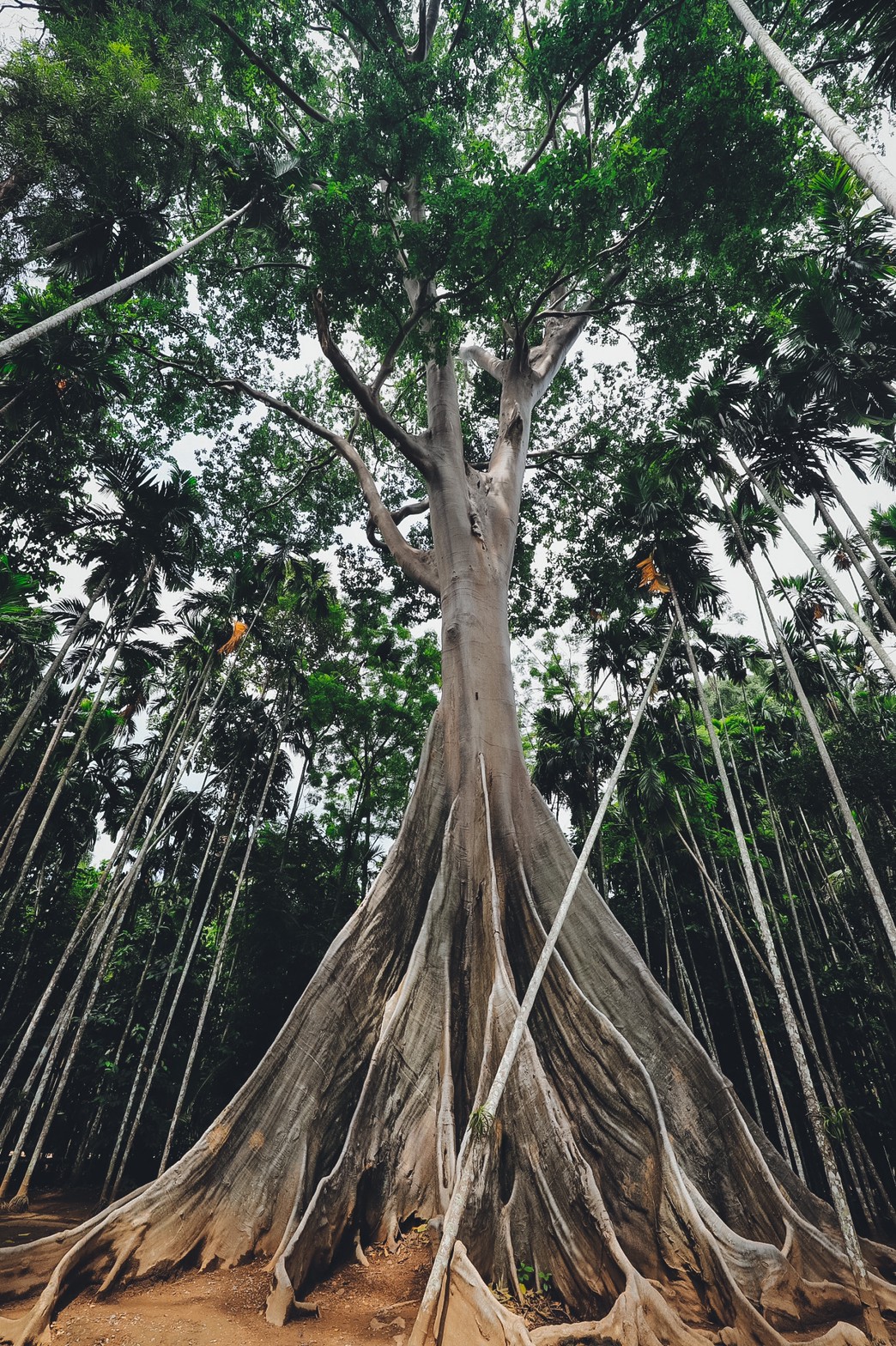 LINE_ALBUM_ต้นไม้ยักษ์ แต่ง_220324_4.jpg