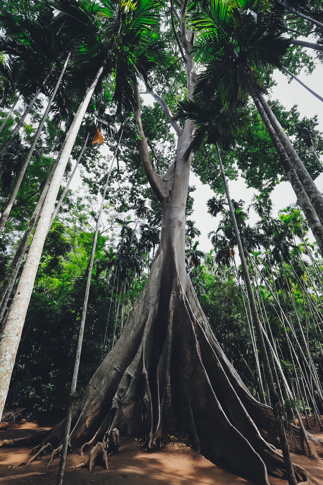 LINE_ALBUM_ต้นไม้ยักษ์ แต่ง_220324_0.jpg