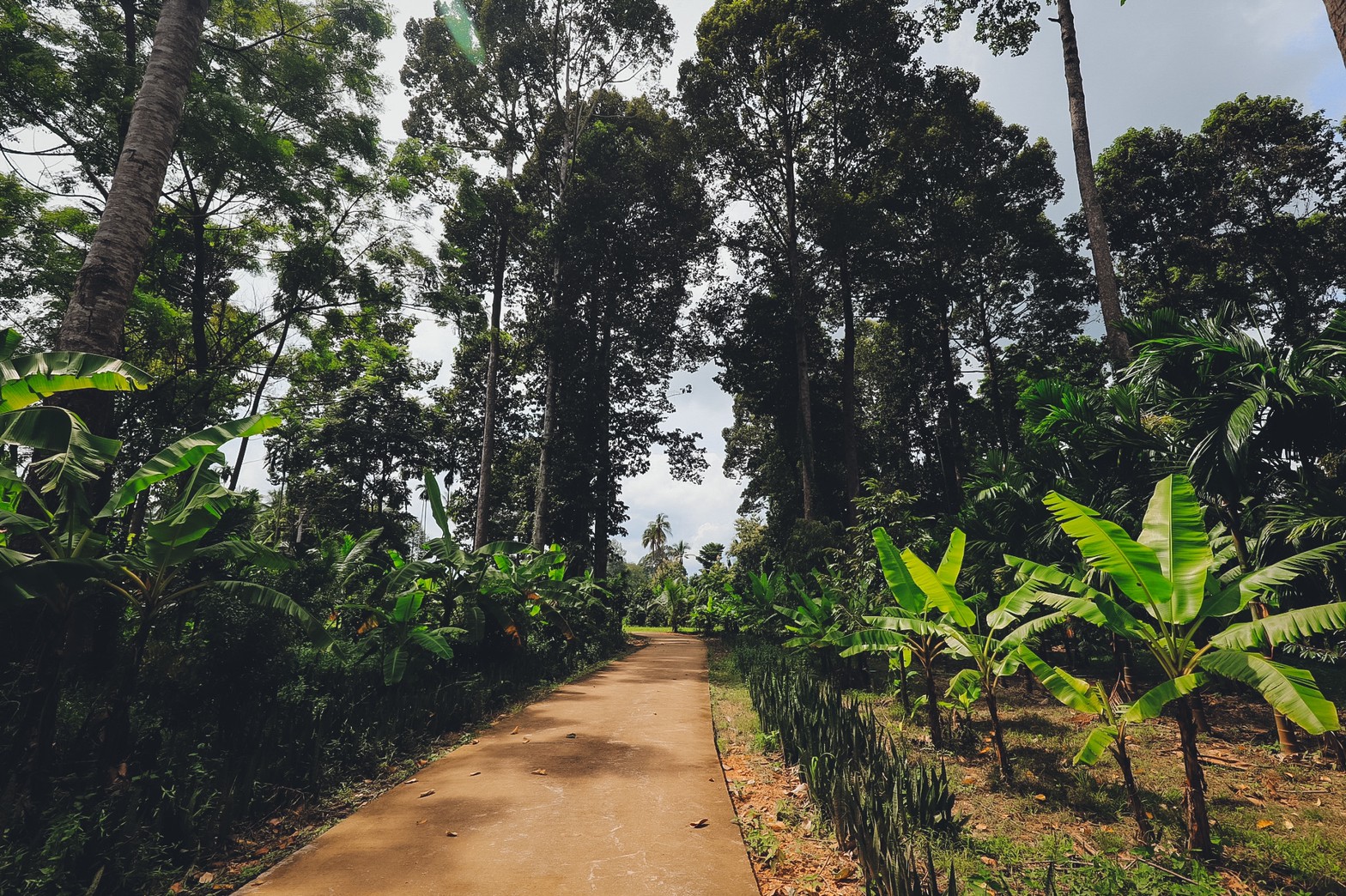 LINE_ALBUM_ต้นไม้ยักษ์ แต่ง_220324_6.jpg