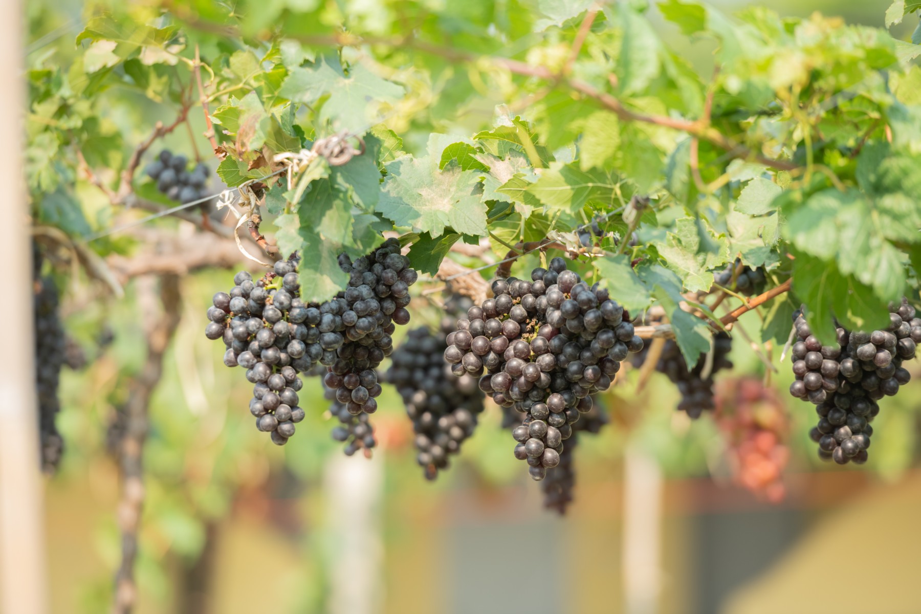 ชมสวนองุ่น (Grape Fram) jadtrip (2).jpg