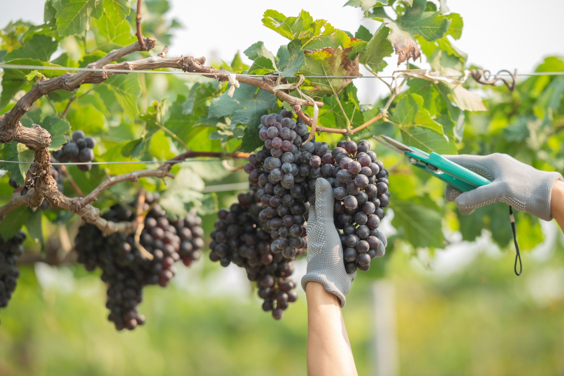 ชมสวนองุ่น (Grape Fram) jadtrip.jpg