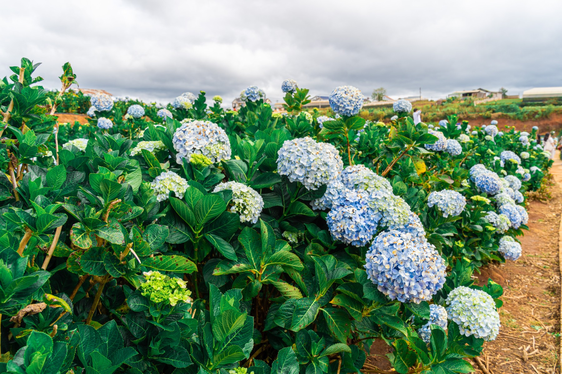 hydrangeaสะพานมือสีทอง_jadtrip.jpg