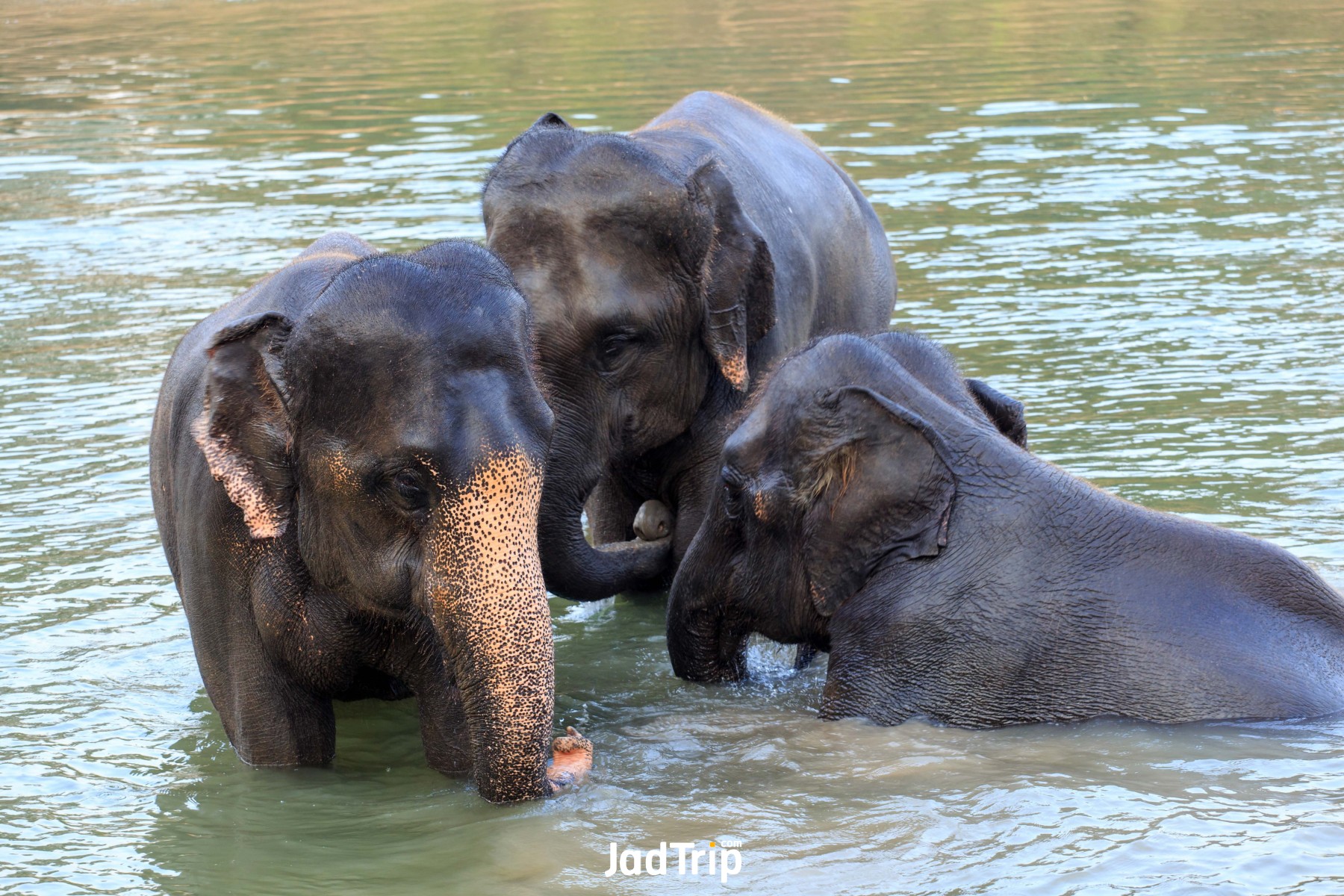 Elephant World กาญจนบุรี 2_jadtrip.jpg