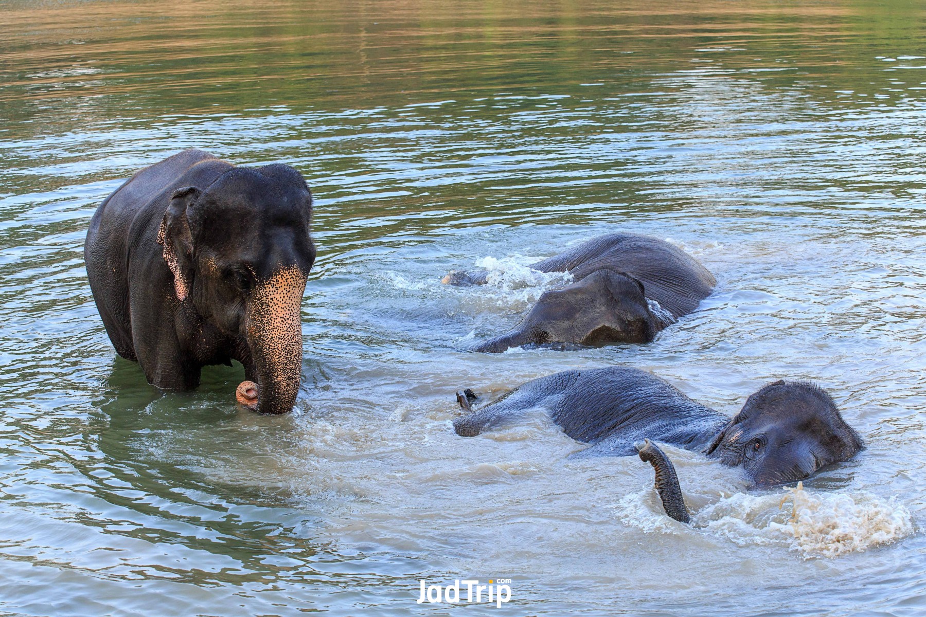 Elephant World กาญจนบุรี 3_jadtrip.jpg