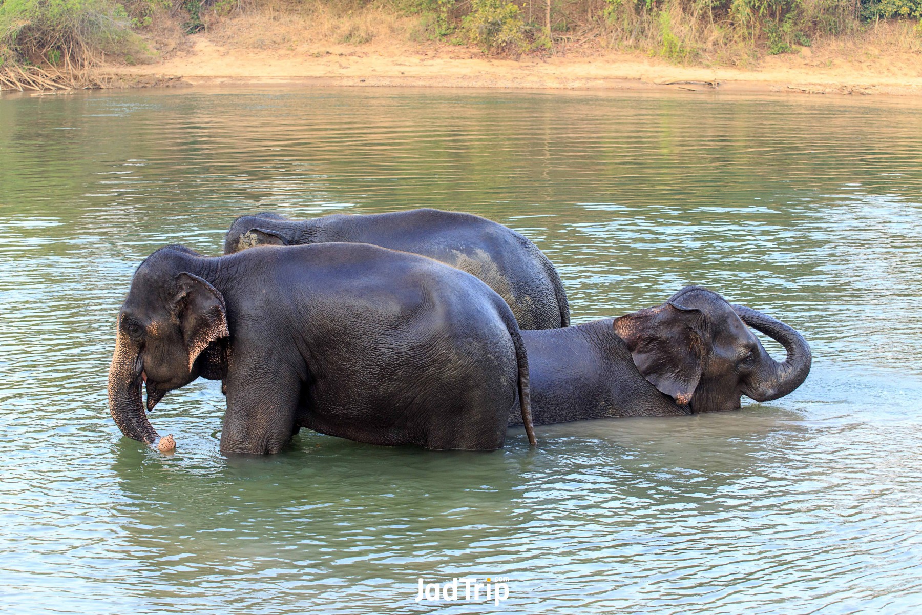 Elephant World กาญจนบุรี 4_jadtrip.jpg
