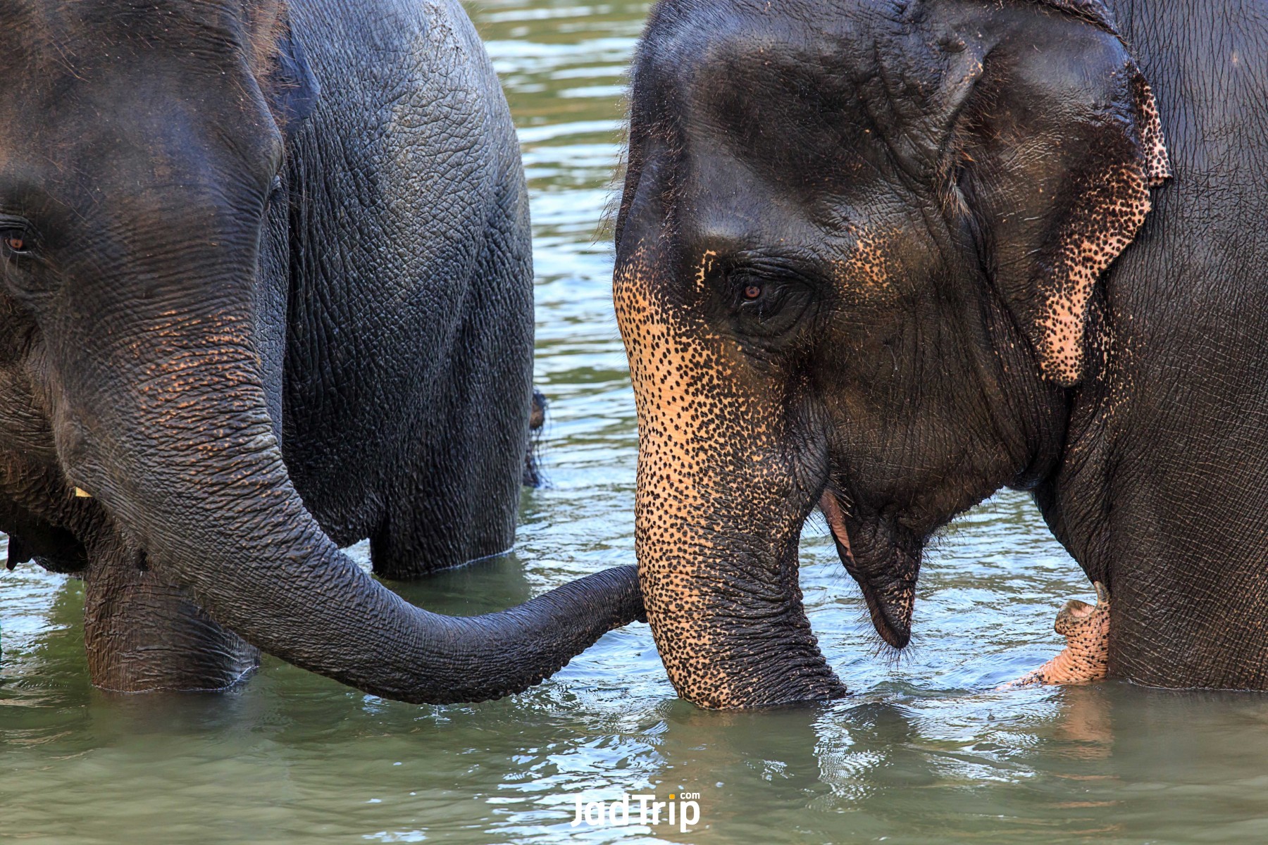 Elephant World กาญจนบุรี 5_jadtrip.jpg