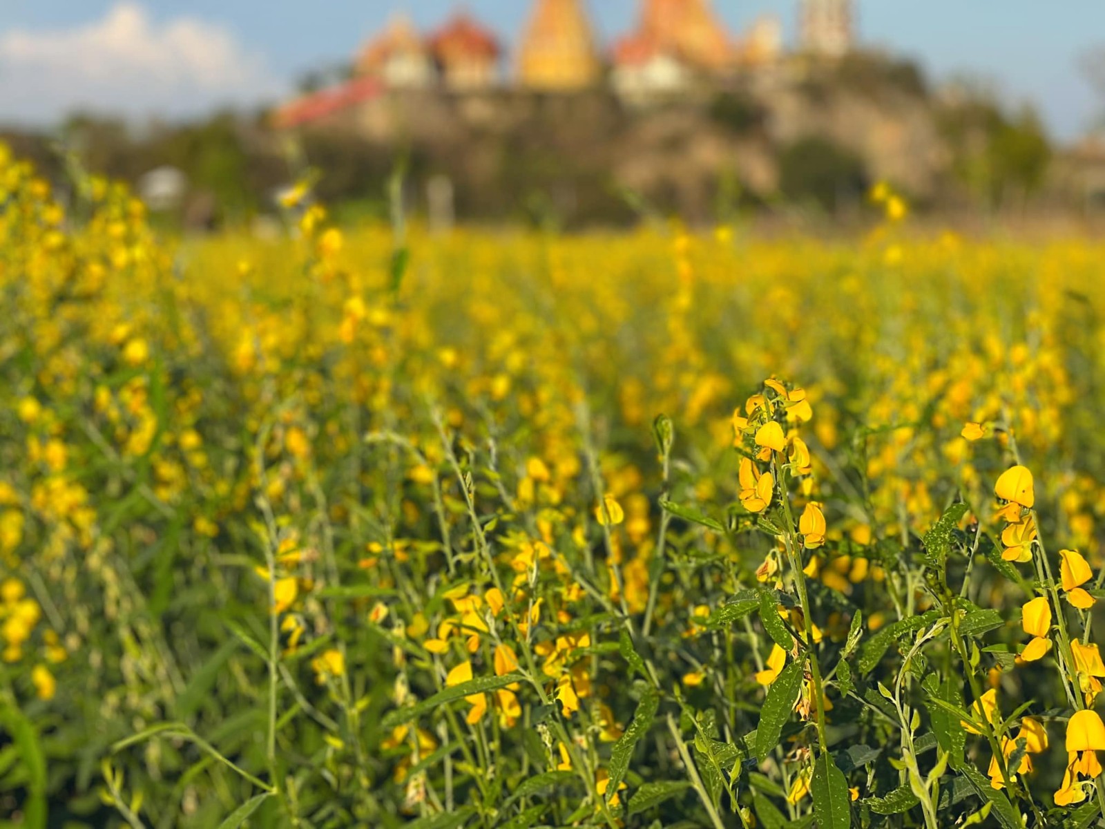 มีนา cafe&#039; Kanchanaburi คาเฟ่กาญจนบุรี_jadtrip (7).jpg