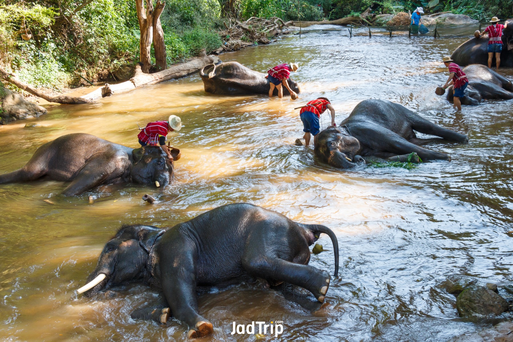 ปางช้างแม่สา_jadtrip (4).jpg