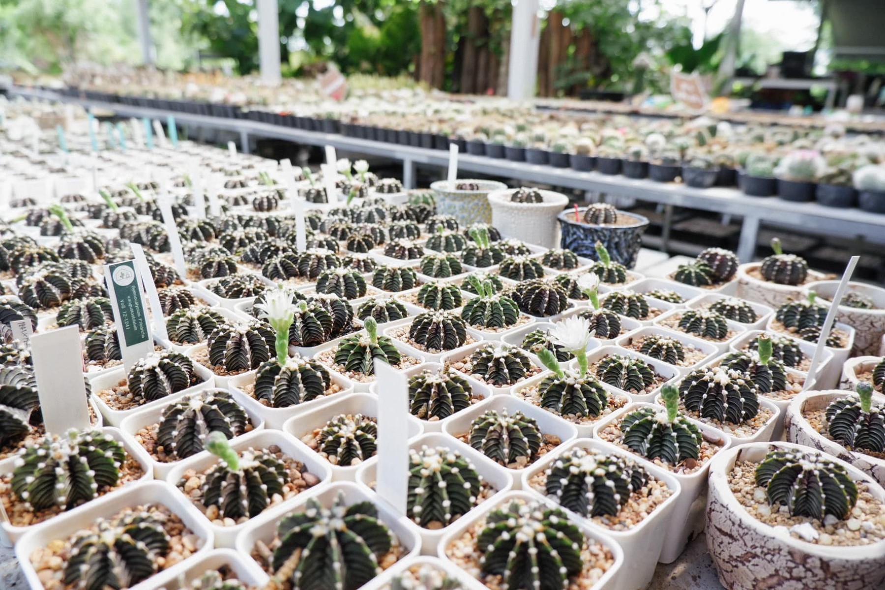 สวนไม้บ้านทุ่ง jadtrip (11).jpg