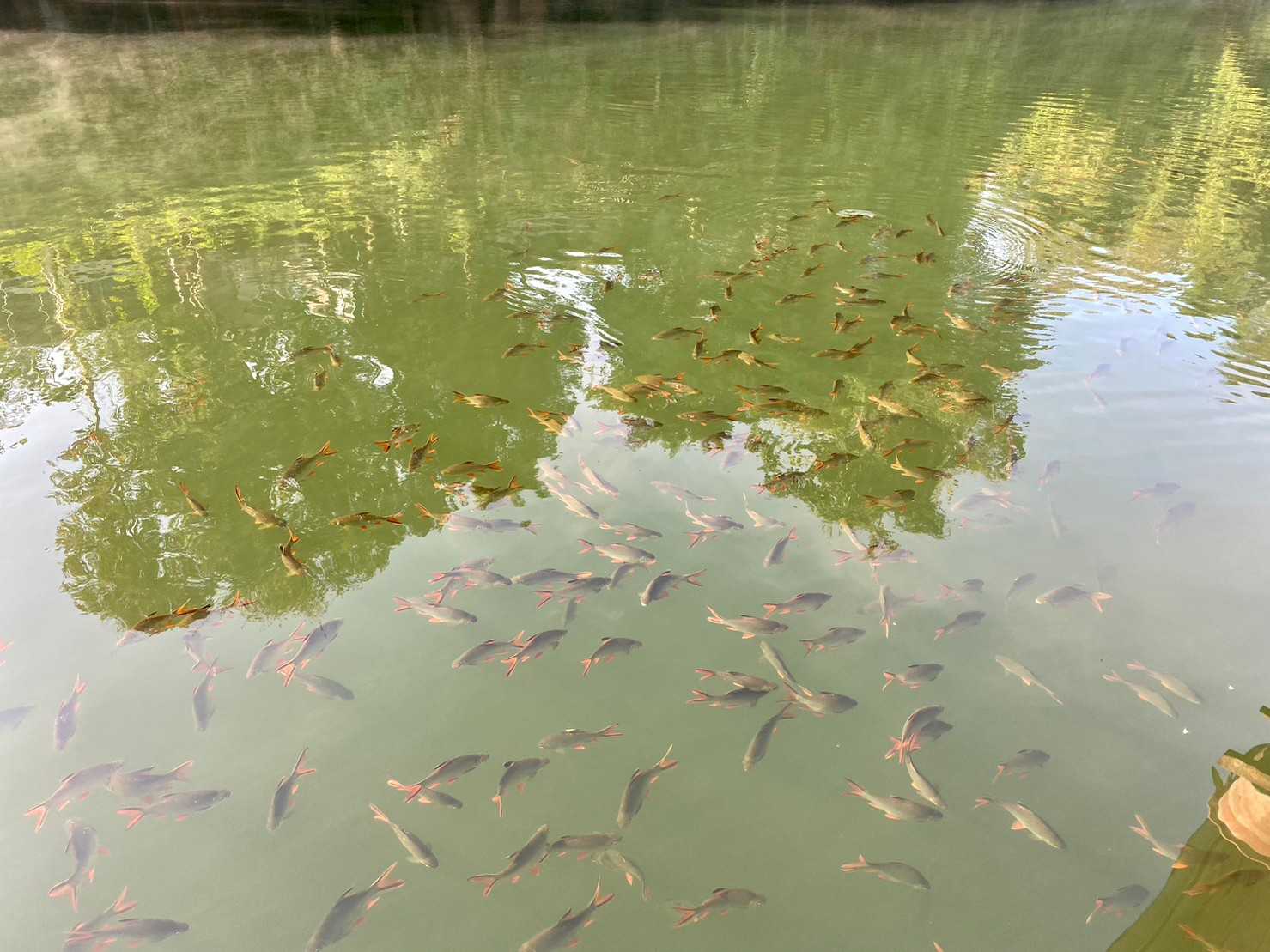 เมฆคีรี ริเวอร์แคว รีสอร์ท jadtrip (24).jpg