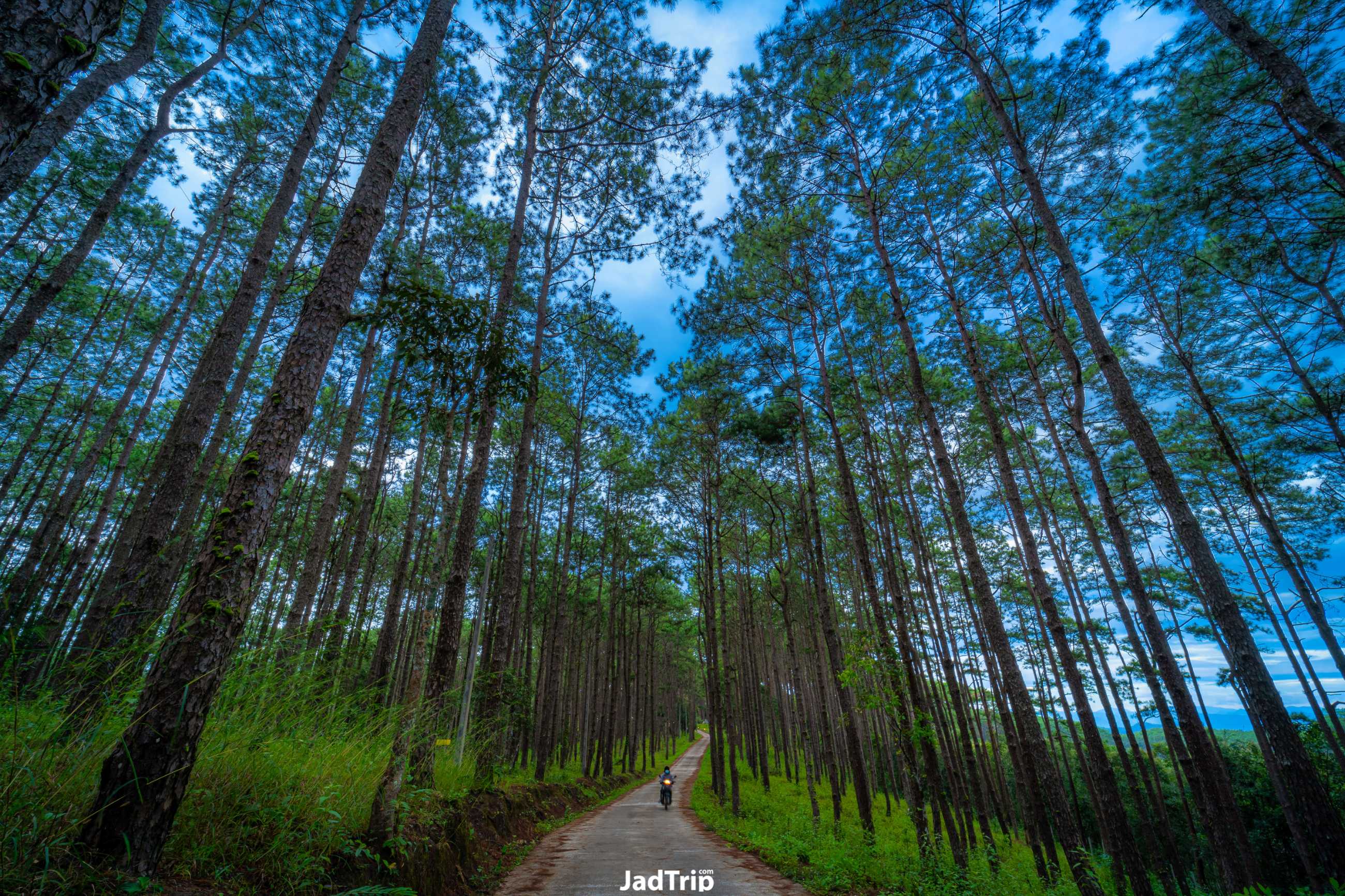 สวนป่าดอยบ่อหลวง ที่พัก เชียงใหม่_jadtrip (1).jpg