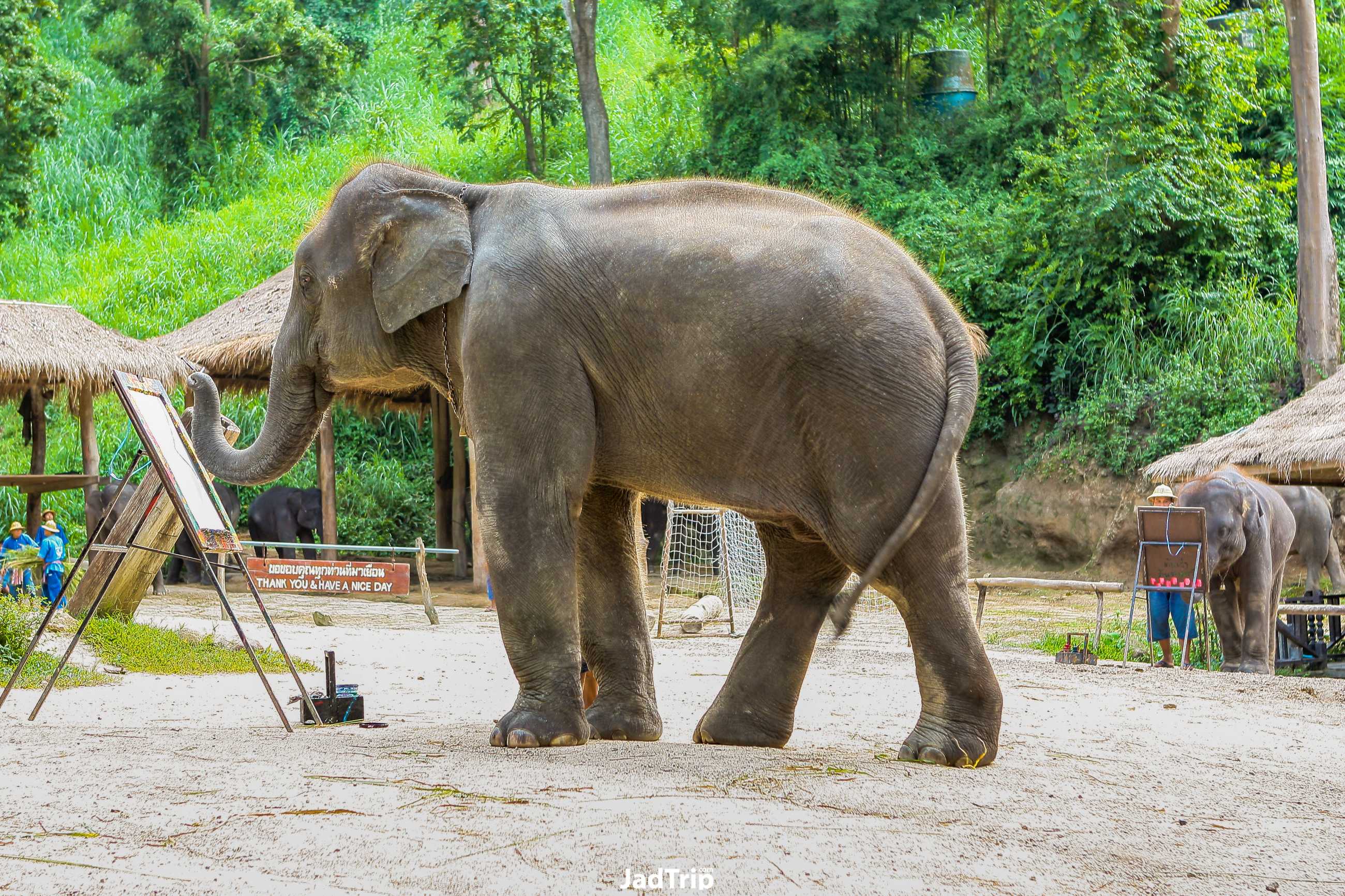 ปางช้างแม่สา เชียงใหม่_jadtrip (2).jpg