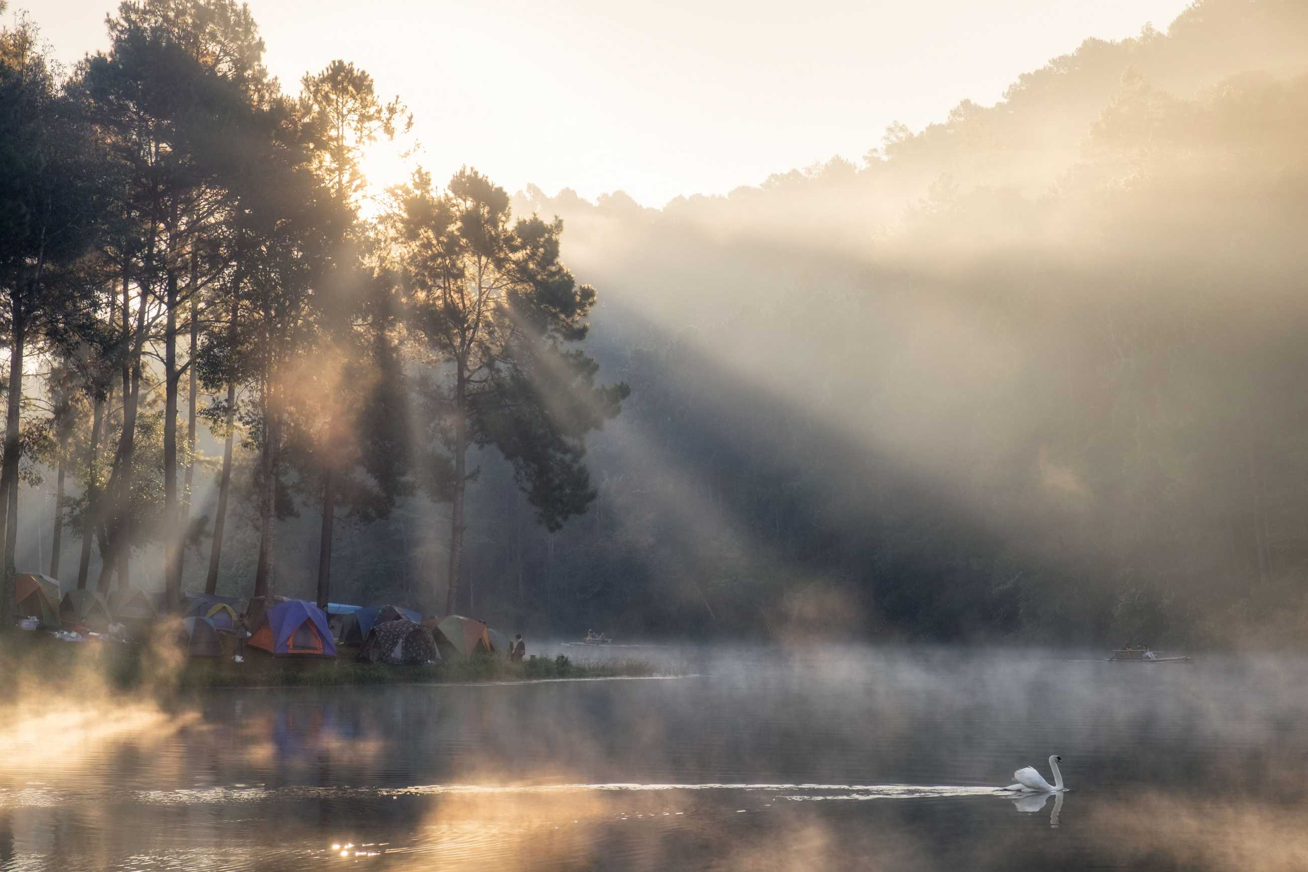 scenic-view-pine-forest-tourists-camping-with-swan-reservoir-morning-pang-oung-m.jpg