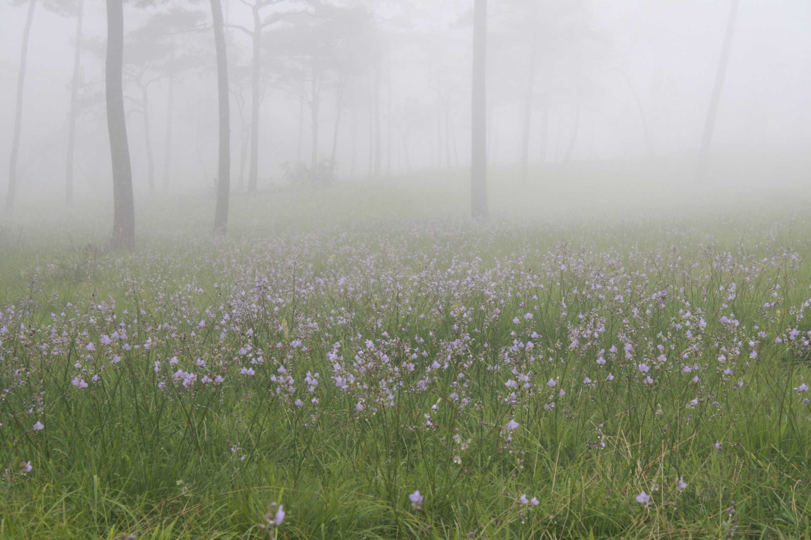 sweet-purple-flowers-garden-phu-soi-dao-national-park-uttaradit-province-thailan.jpg